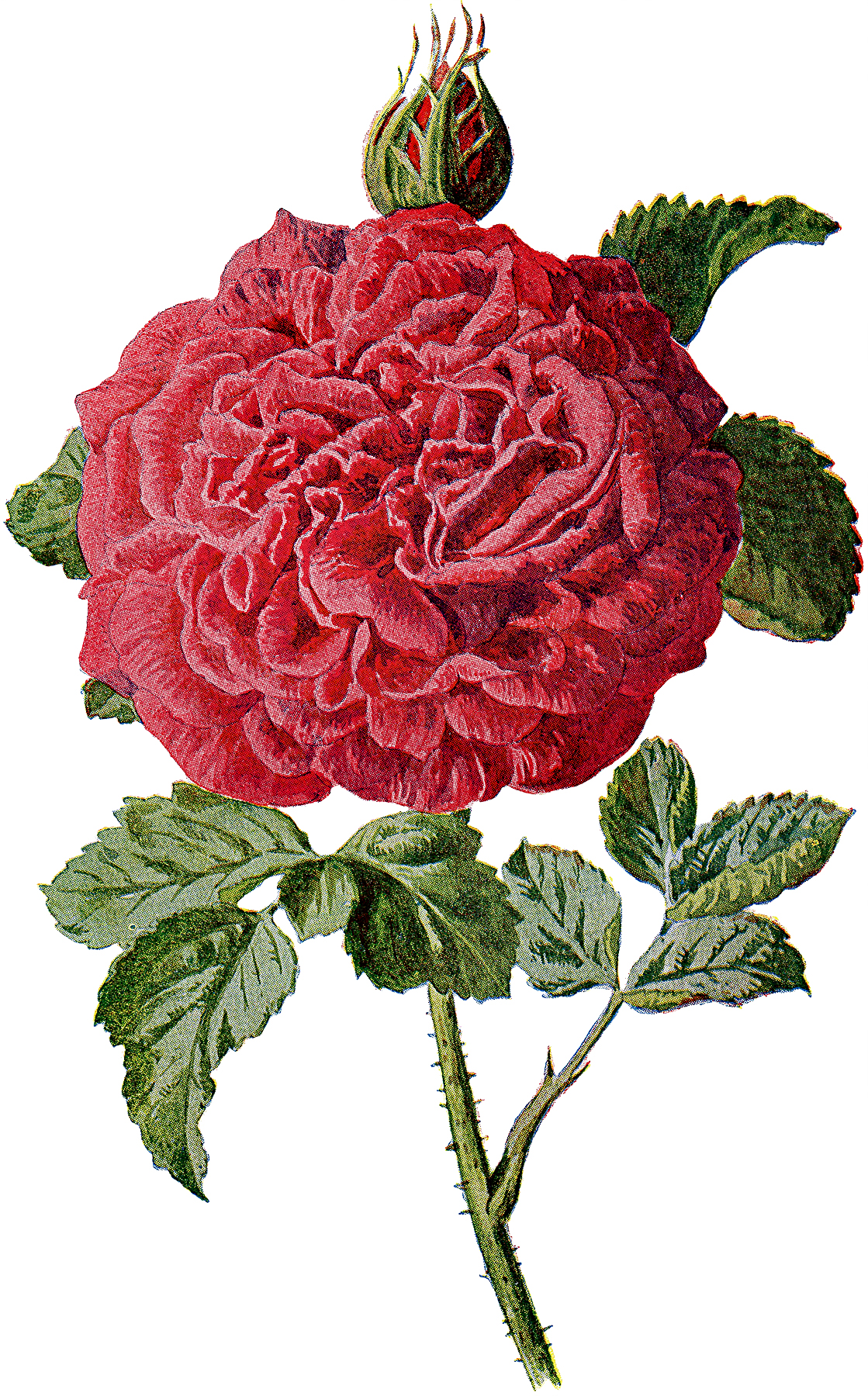 Spectacular Vintage Large Red Rose and Bud Graphic! - The Graphics Fairy