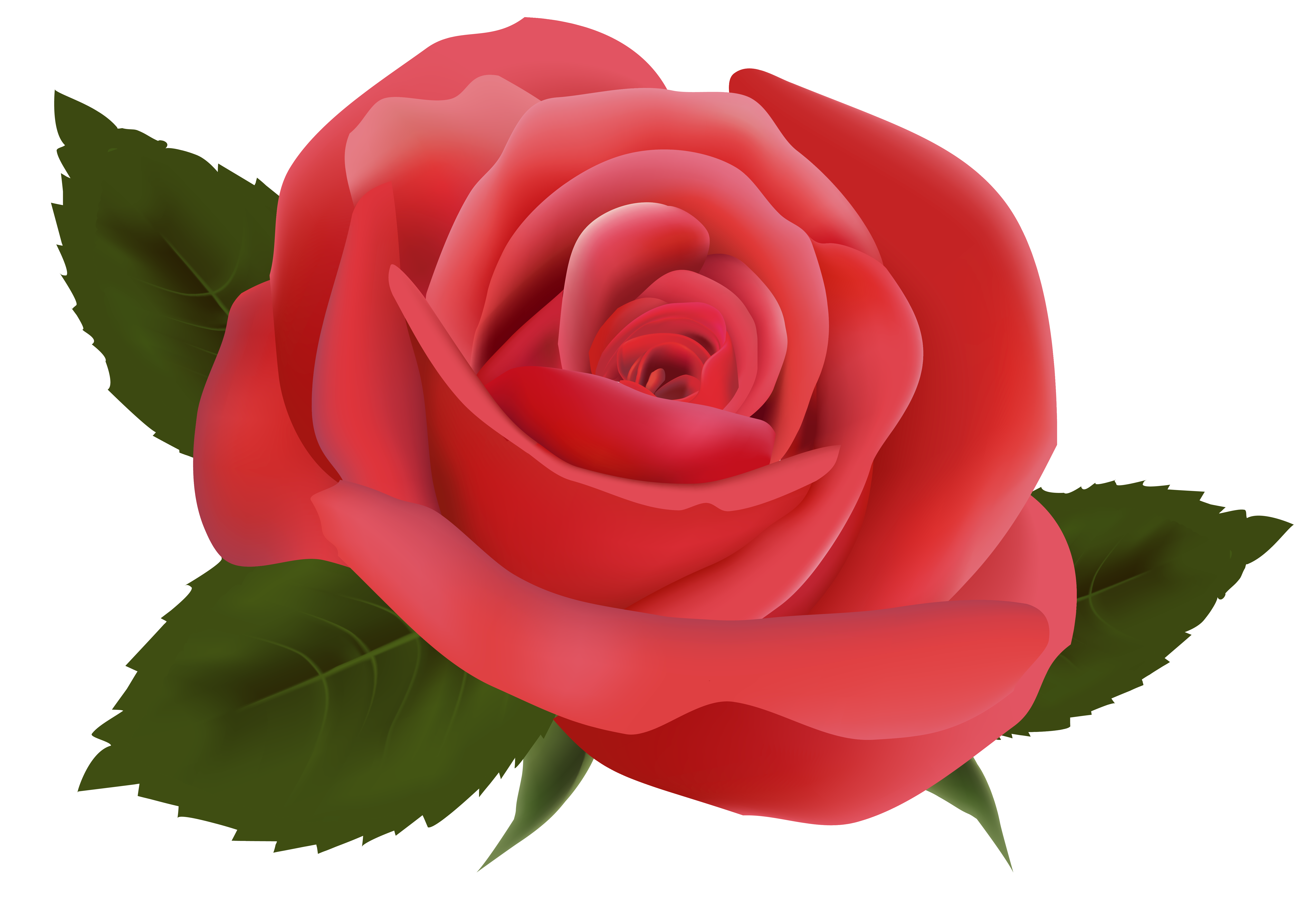 Red Rose PNG Image Clipart | Gallery Yopriceville - High-Quality ...