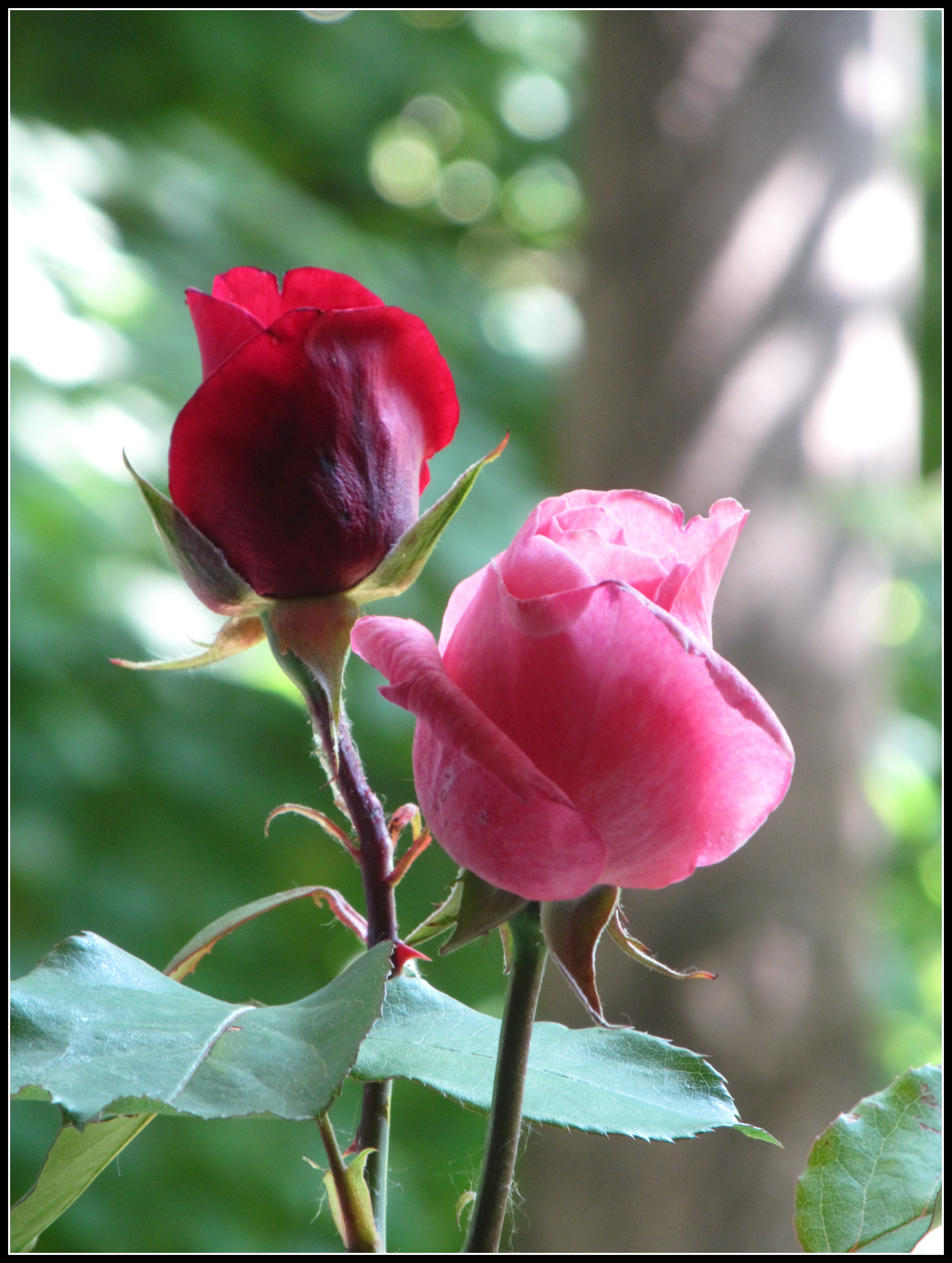 pink and red rose (2) by hugitsa on DeviantArt