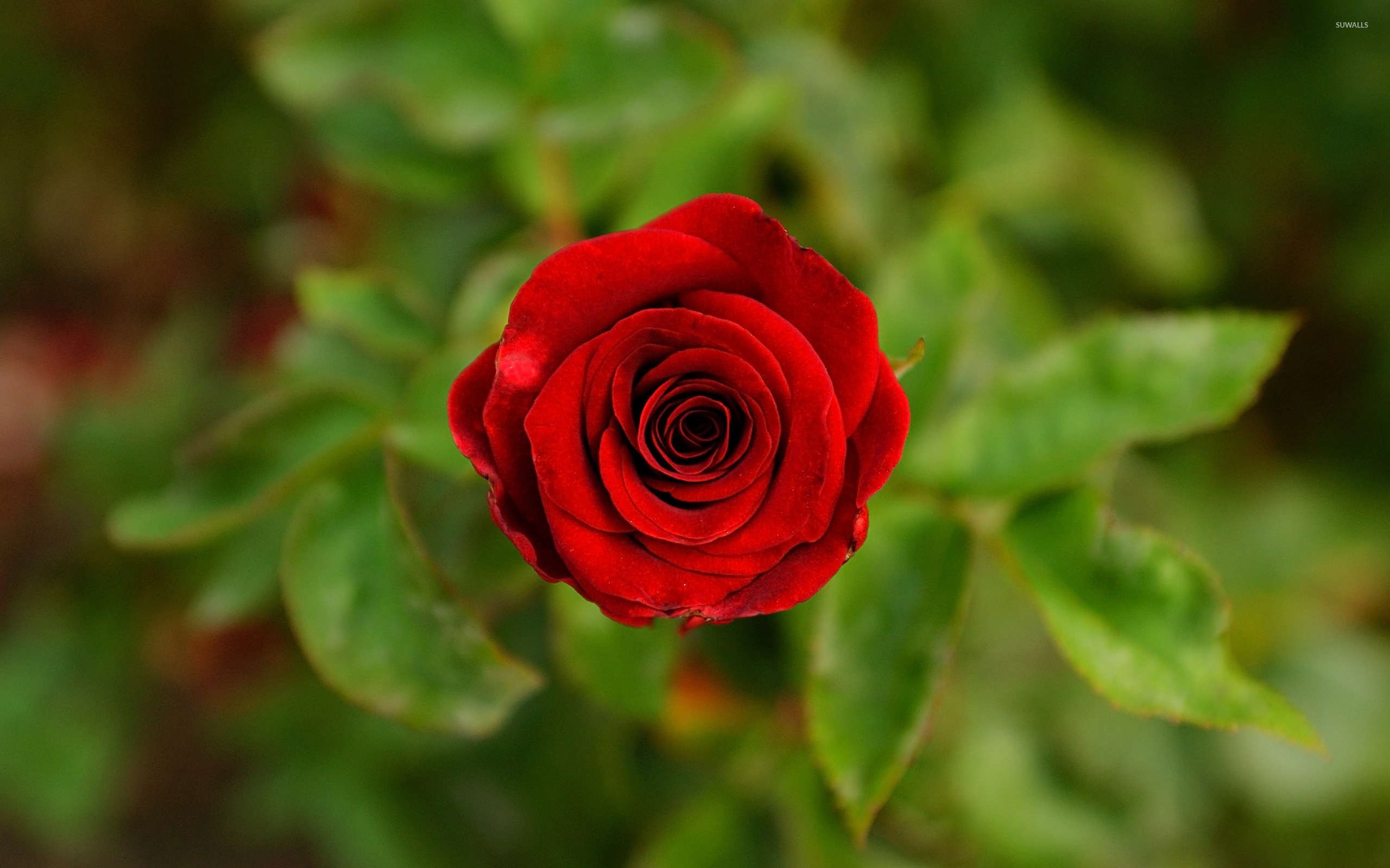 Flowers Red Rose 2 wallpapers (Desktop, Phone, Tablet) - Awesome ...