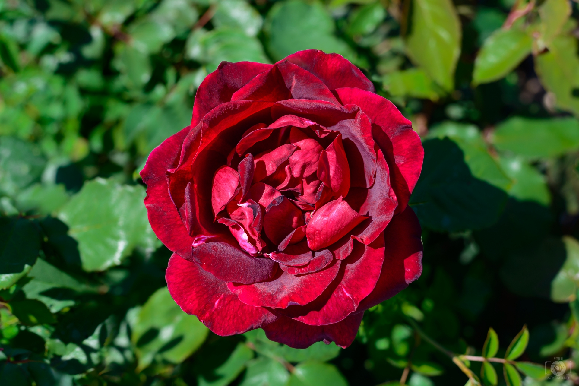 Dark Red Rose Background - High-quality Free Backgrounds
