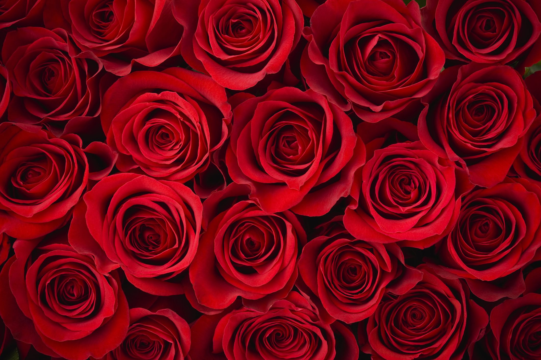 Red Roses for a Blue Lady | Faith & Grief Ministries