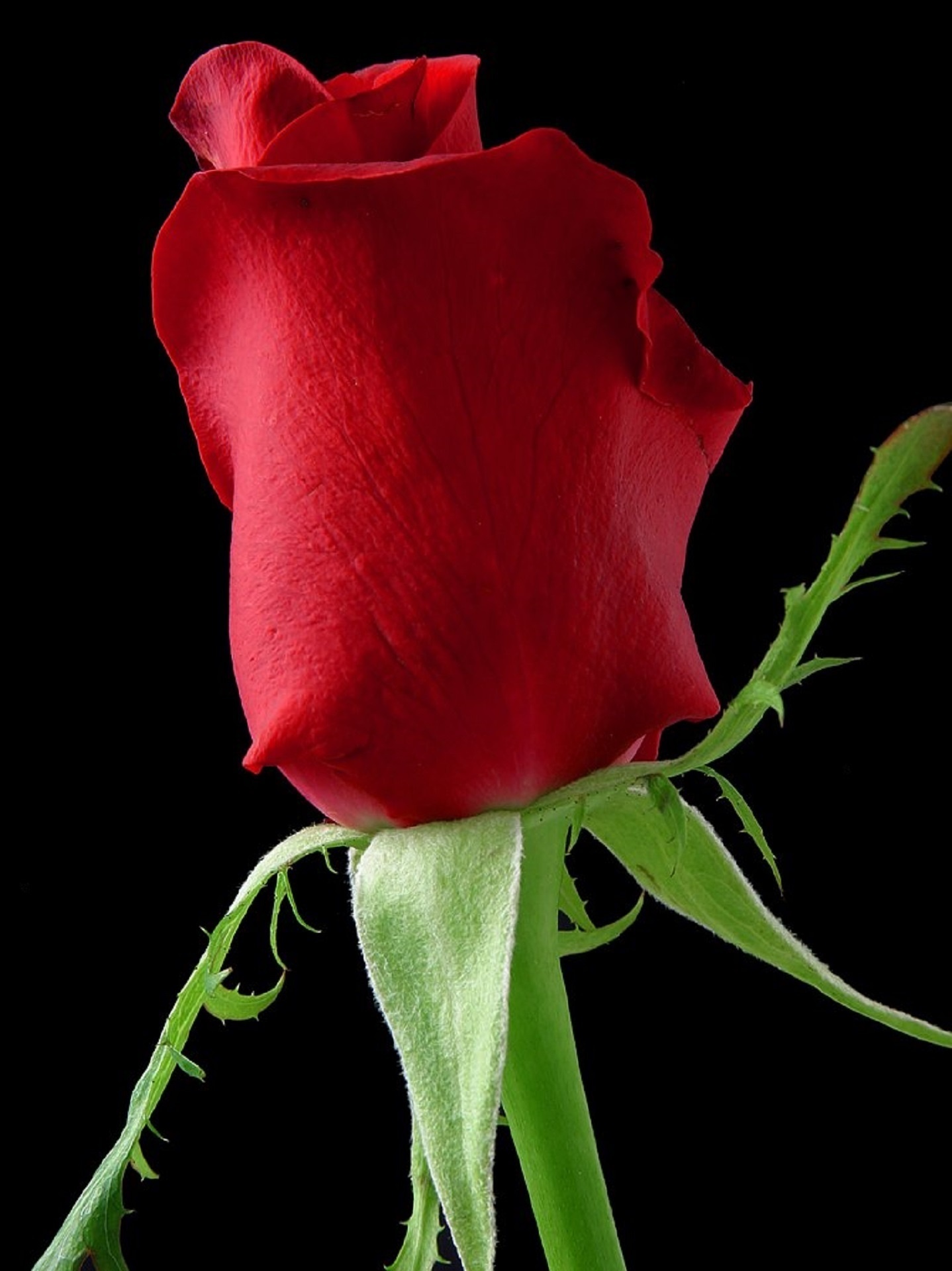 Romantic Red Rose Free Stock Photo - Public Domain Pictures