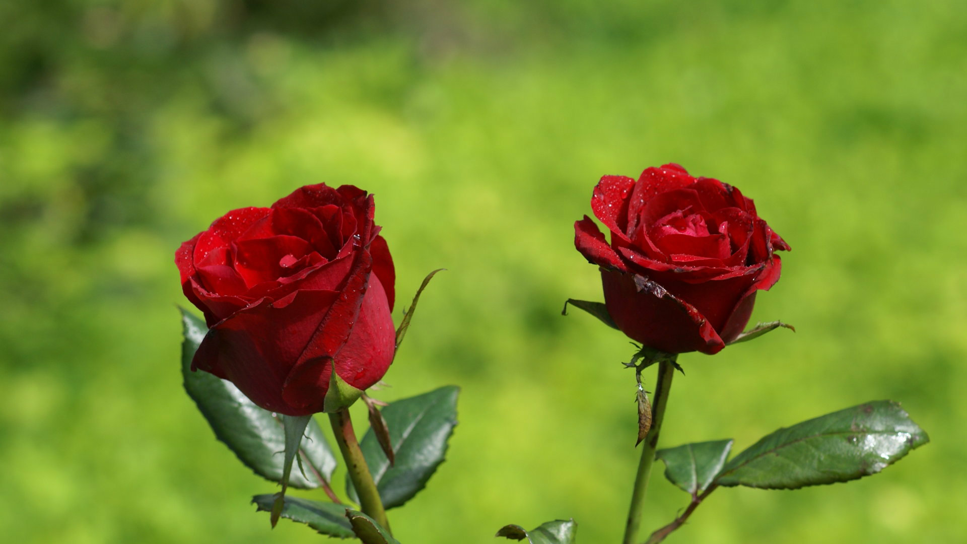 Widescreen Most Red Roses Hd Flowers Pictures On Nature Images Of Pc ...