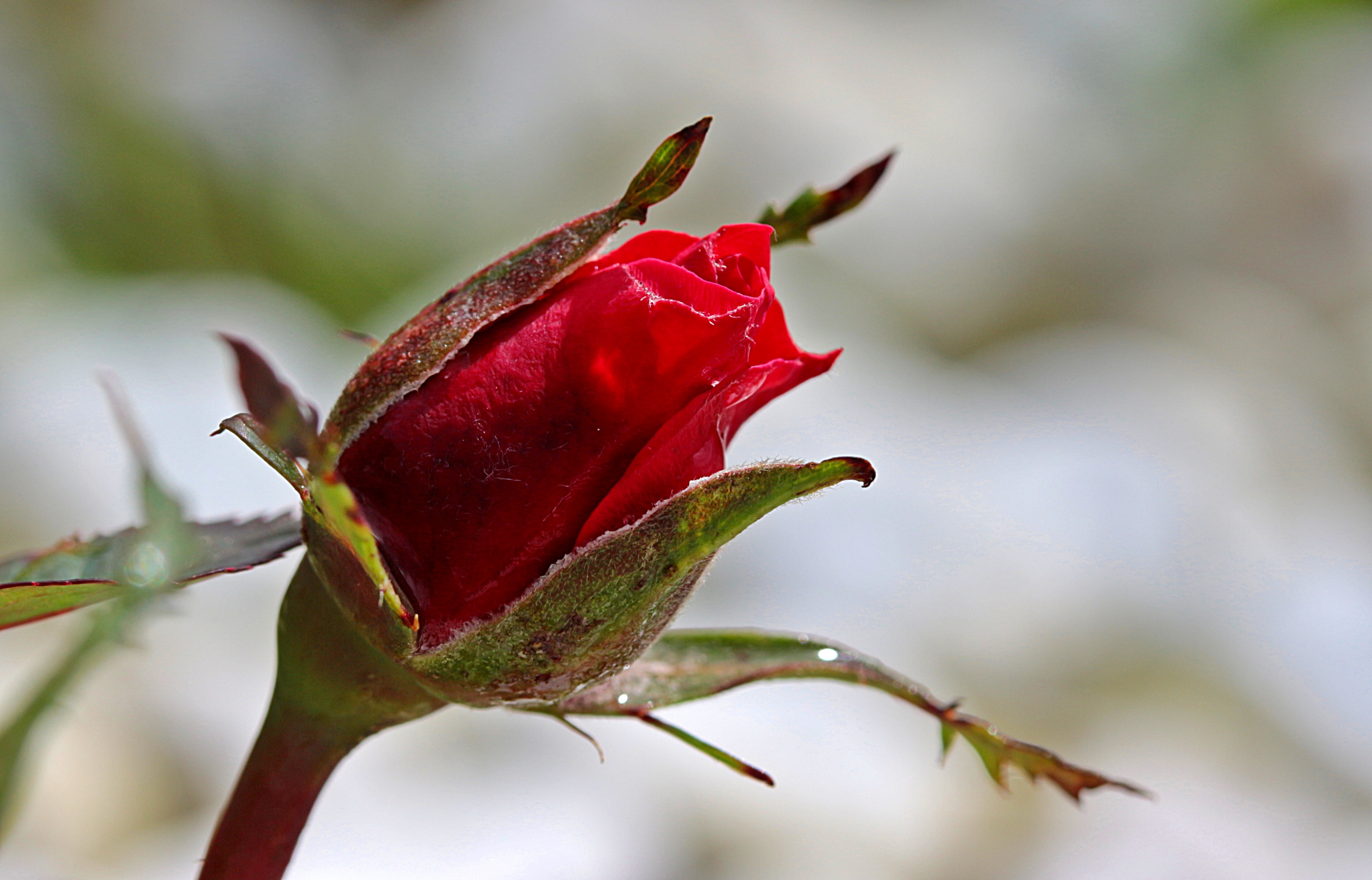 График выхода красные бутоны. Бутон розы листья розы. Бутон розы фото.