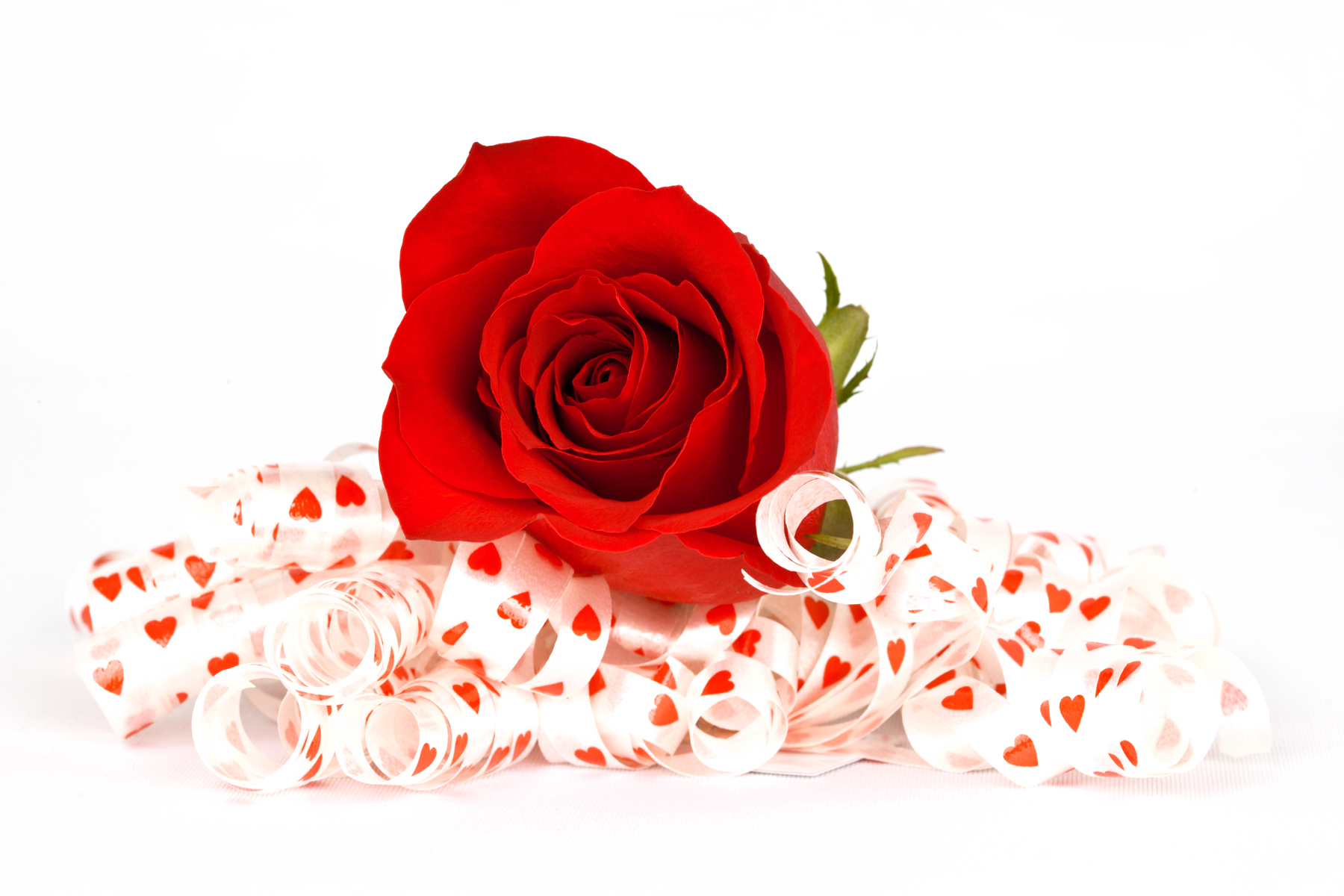 Red rose and ribbons photo