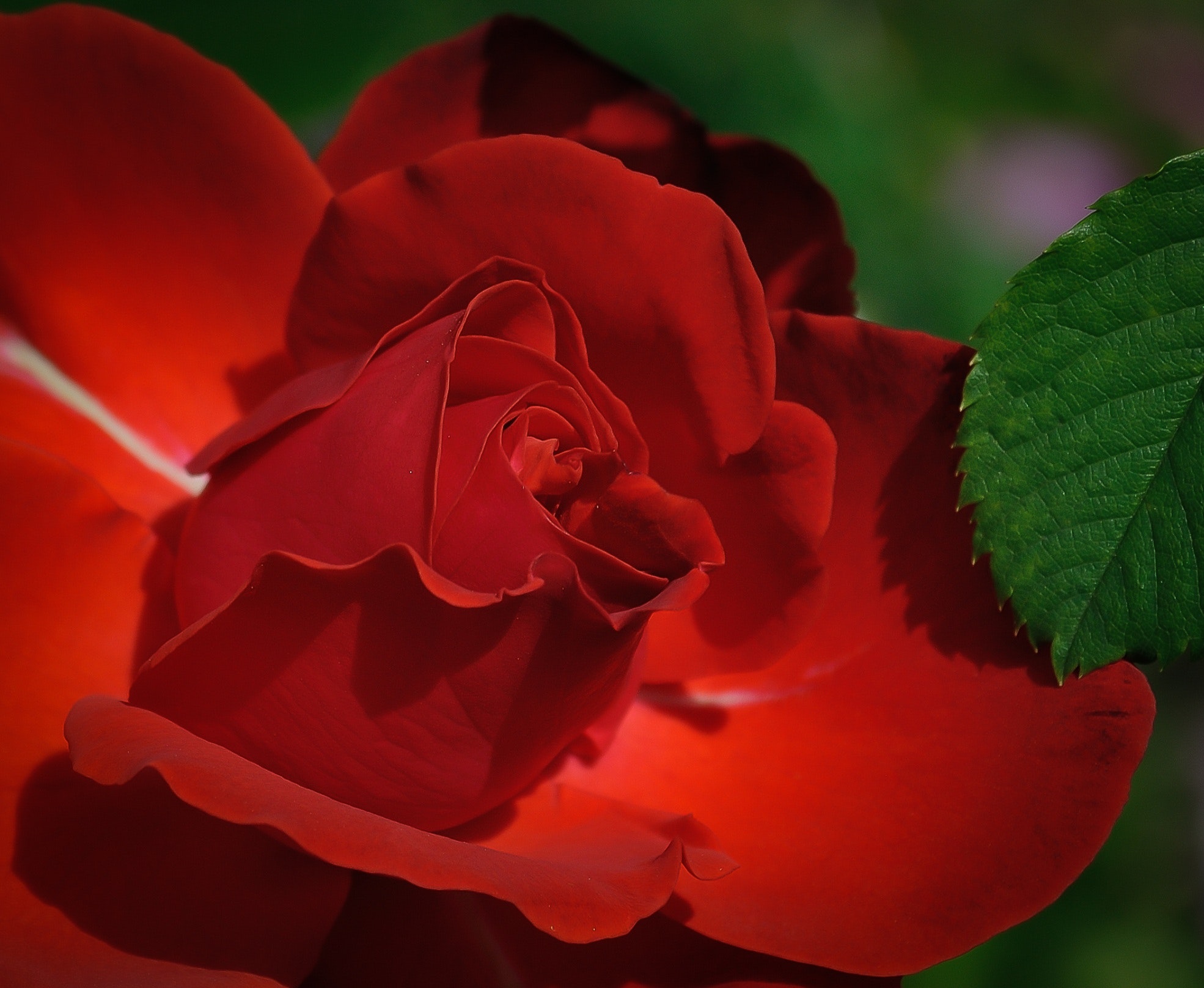 Red rose beside green leaf photo
