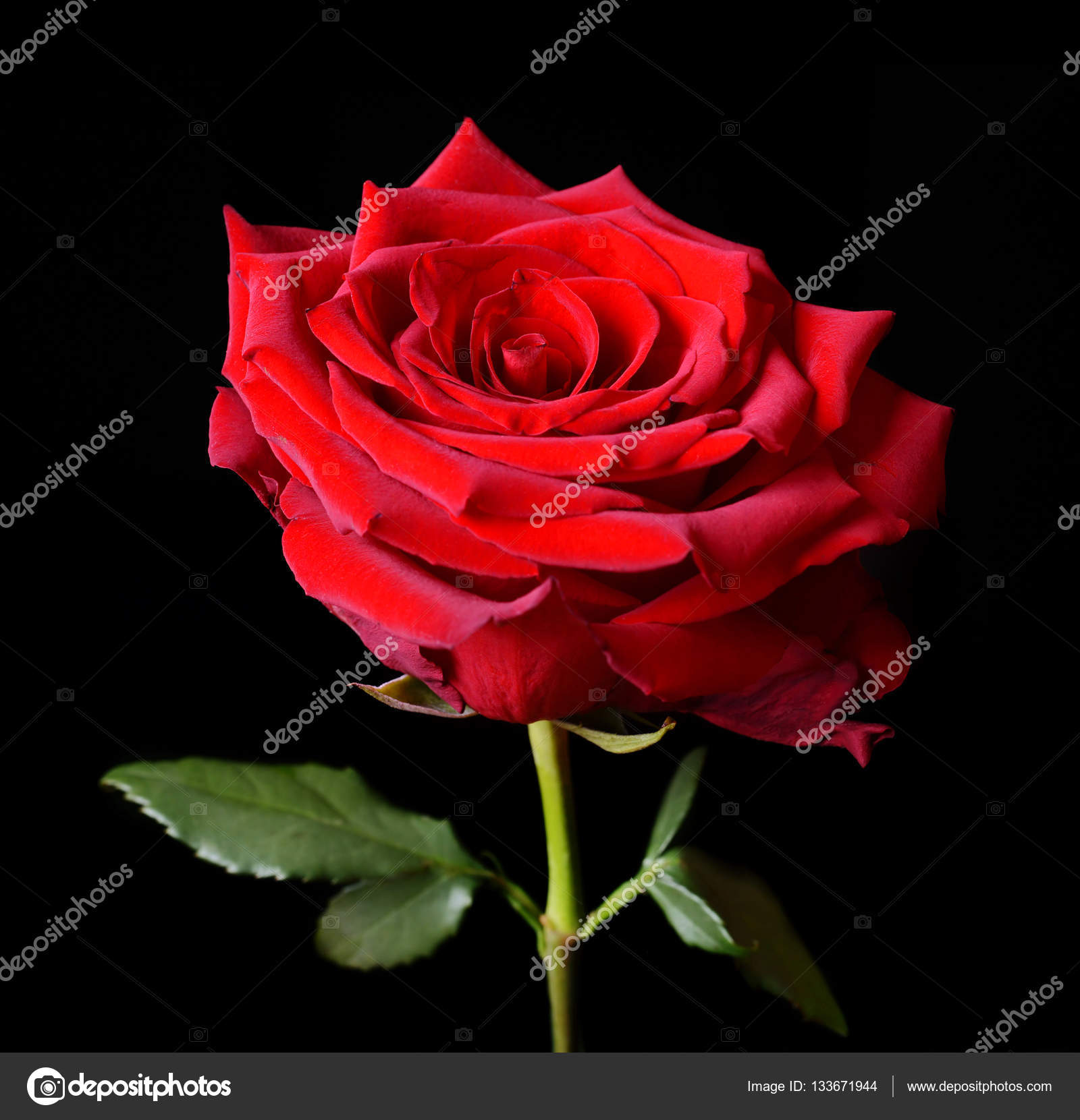 Red rose close up. — Stock Photo © vencav #133671944
