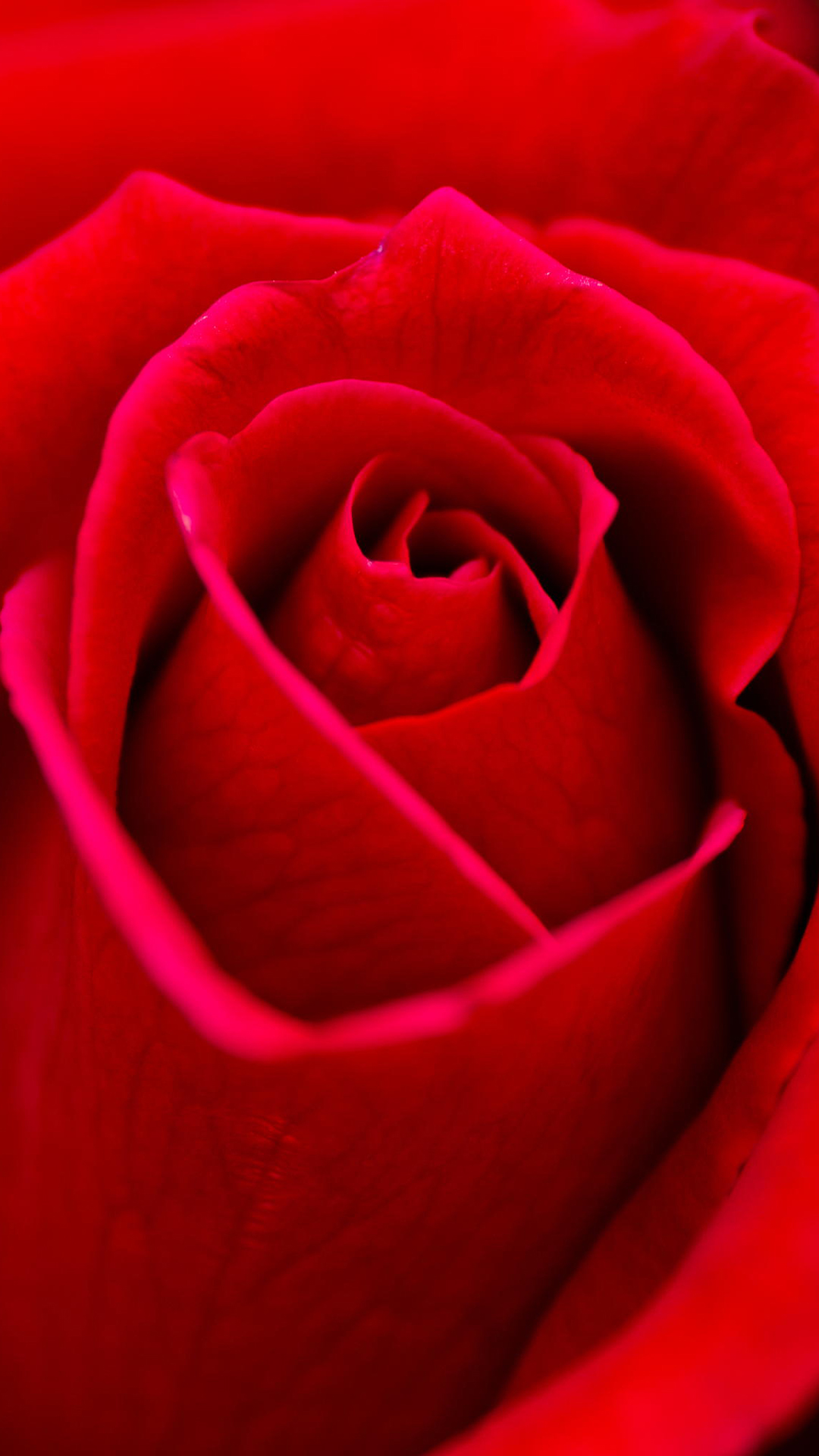 Beautiful Red Rose Flower Closeup Android Wallpaper free download