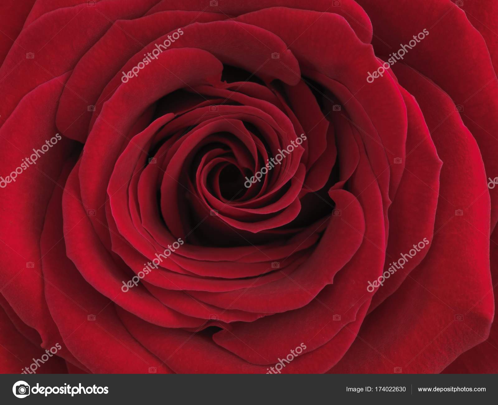 Red Rose Flower Close Shot Rosa — Stock Photo ...