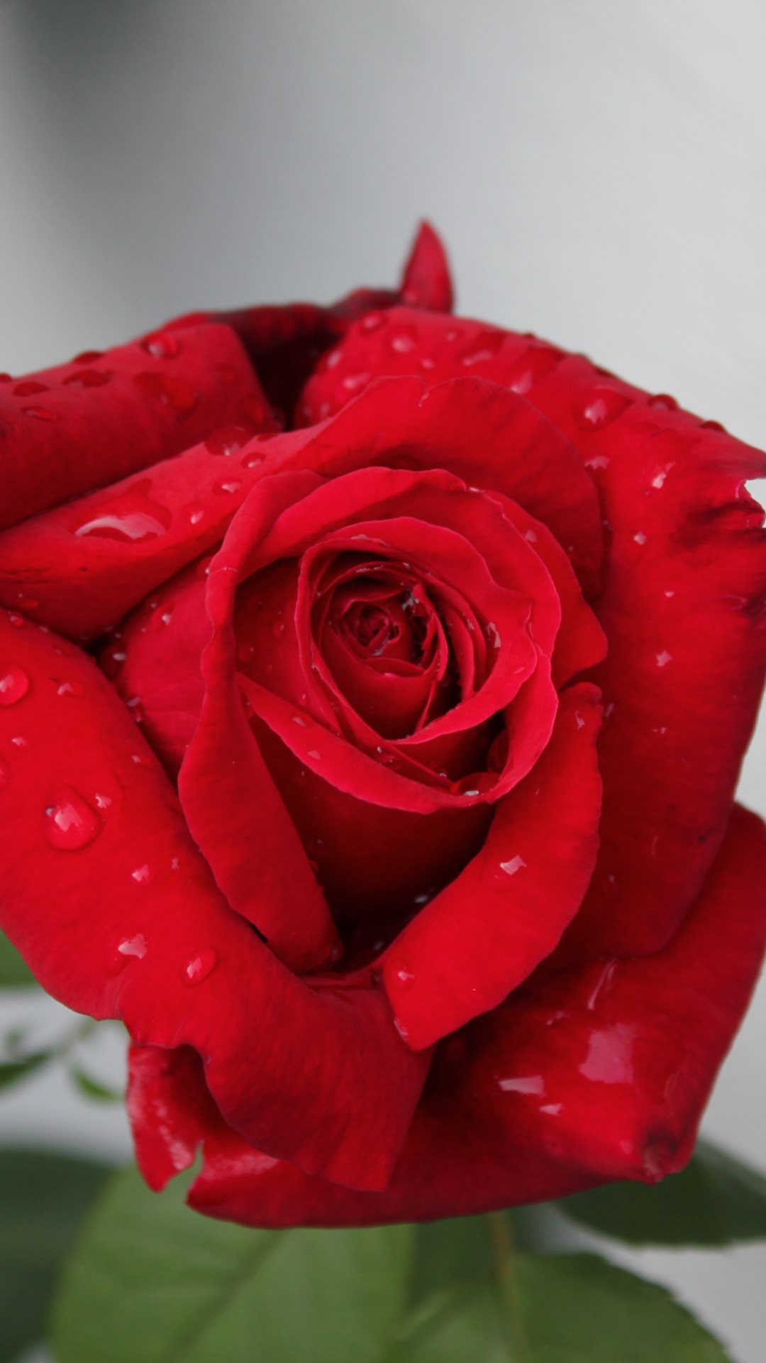 Red Rose Closeup iPhone 6 Plus HD Wallpaper HD - Free Download ...
