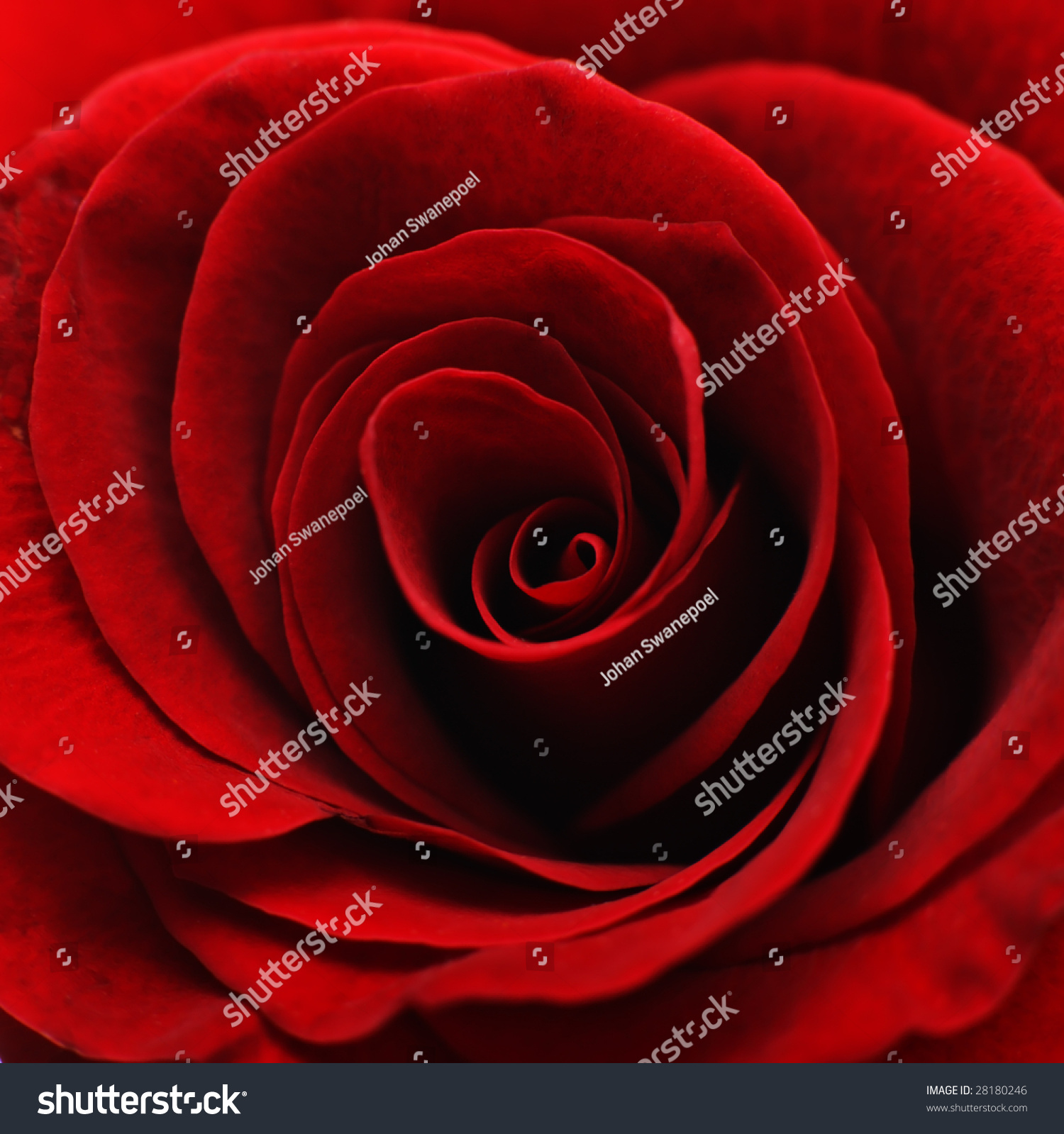 Closeup Inside Red Rose Stock Photo 28180246 - Shutterstock