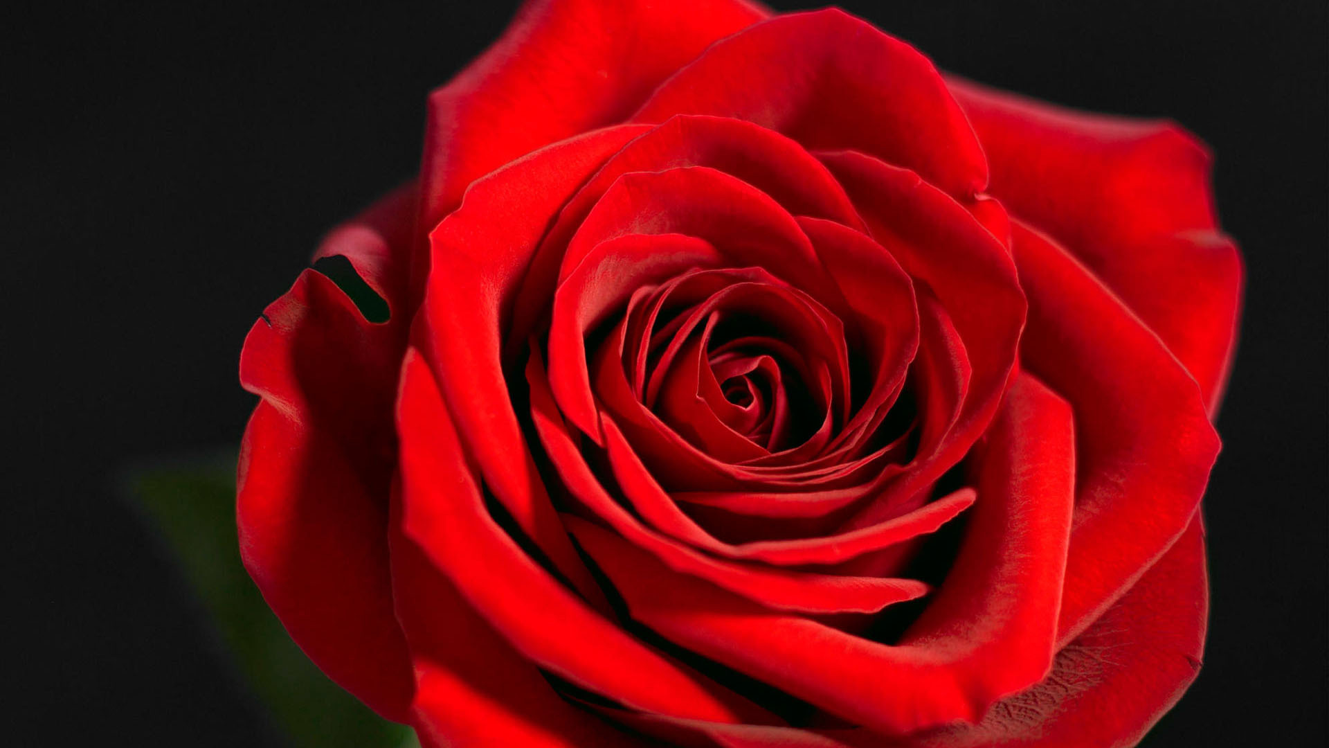 Beautiful red rose on a black background closeup wallpapers and ...