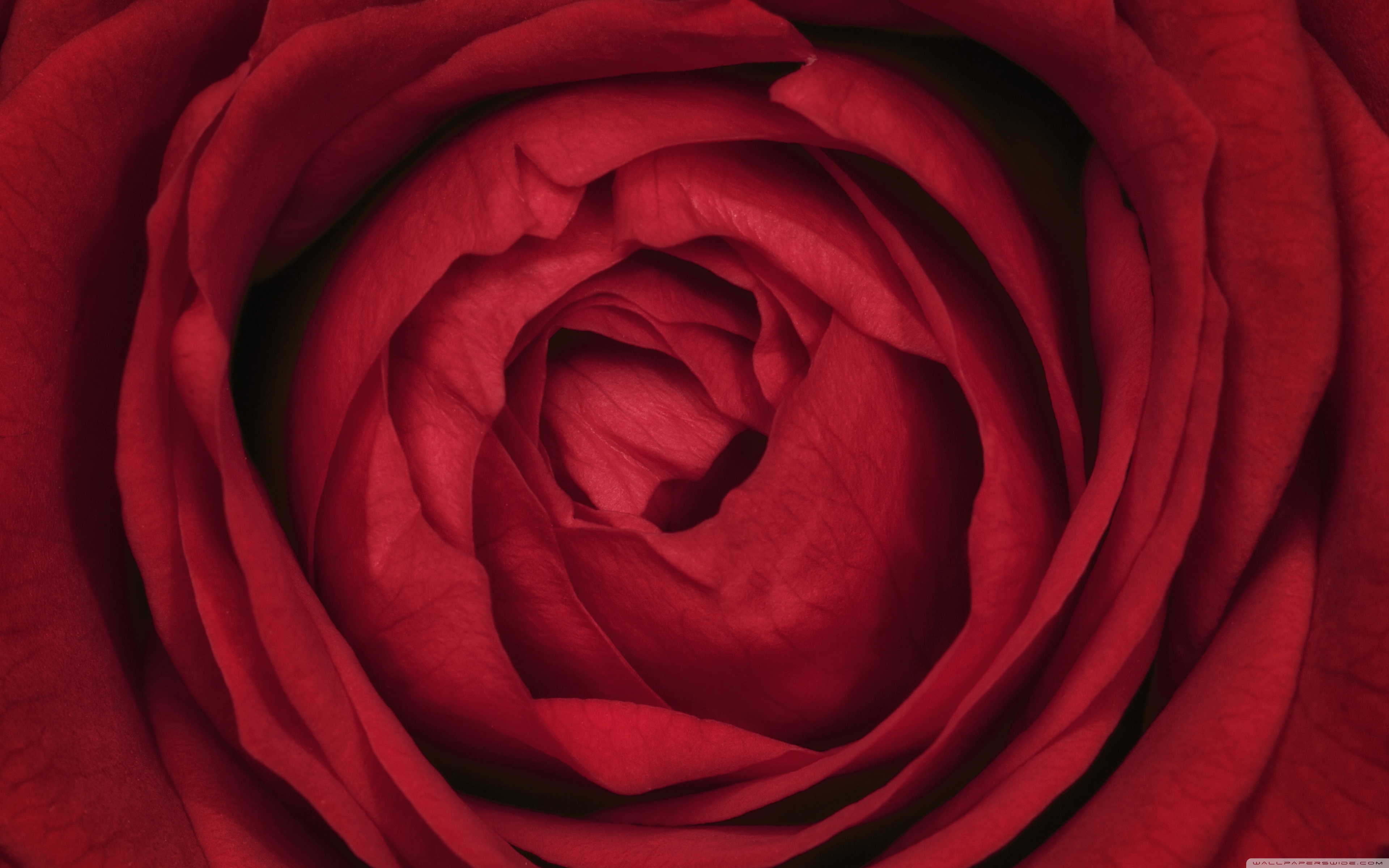 Red Rose Closeup ❤ 4K HD Desktop Wallpaper for 4K Ultra HD TV ...