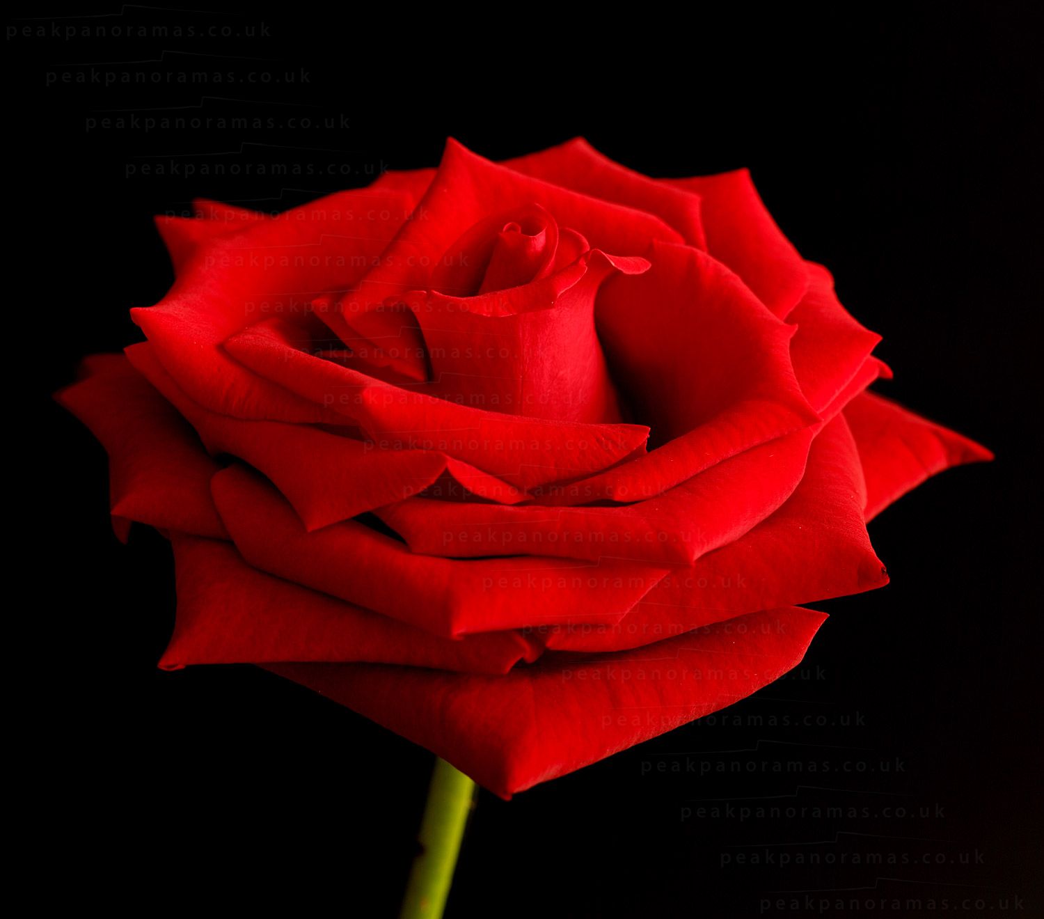 Free photo: Red Rose Close-up - Beautiful, Red, Petals - Fre