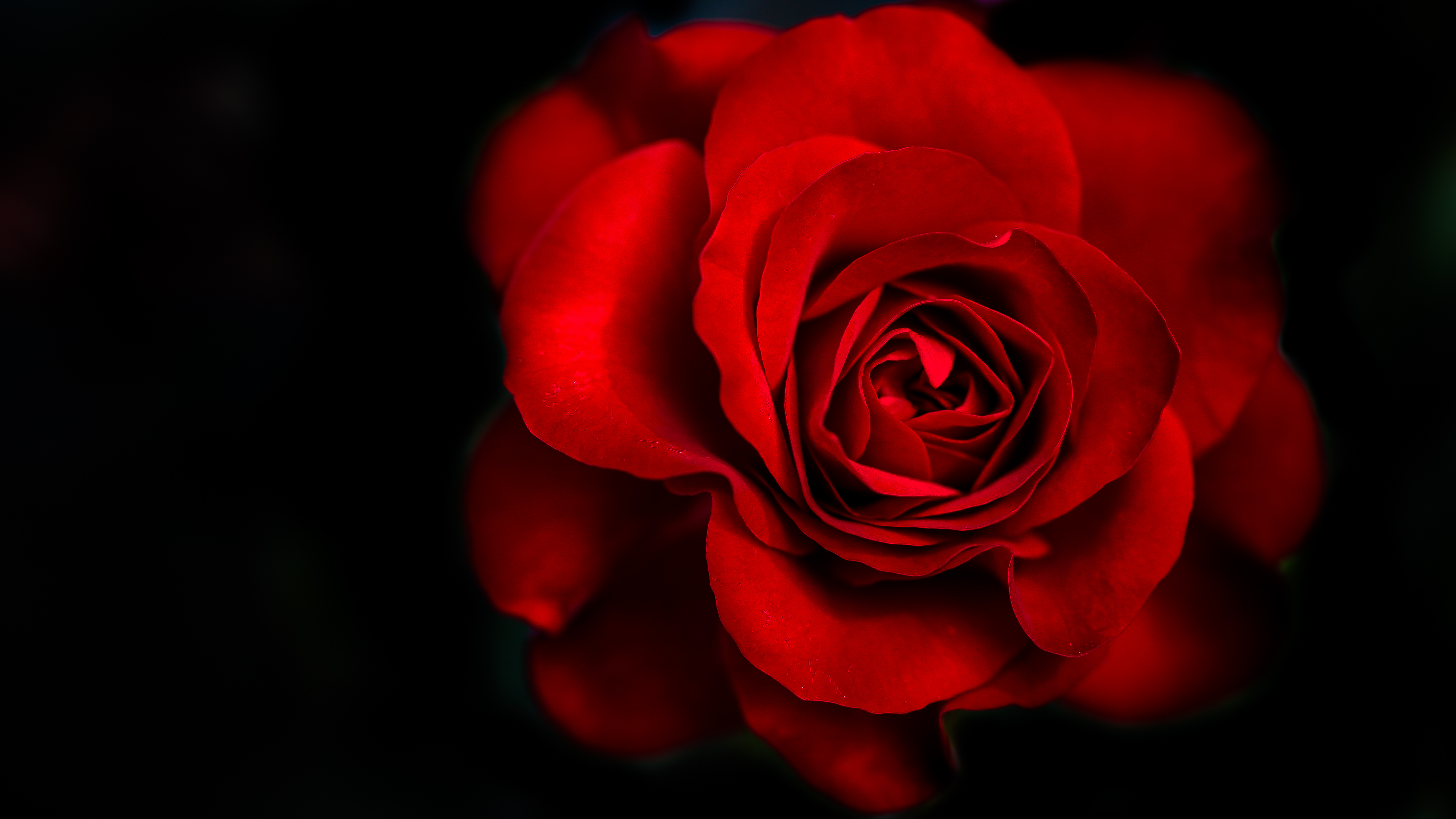 Red Rose 5k Retina Ultra HD Wallpaper and Background Image ...