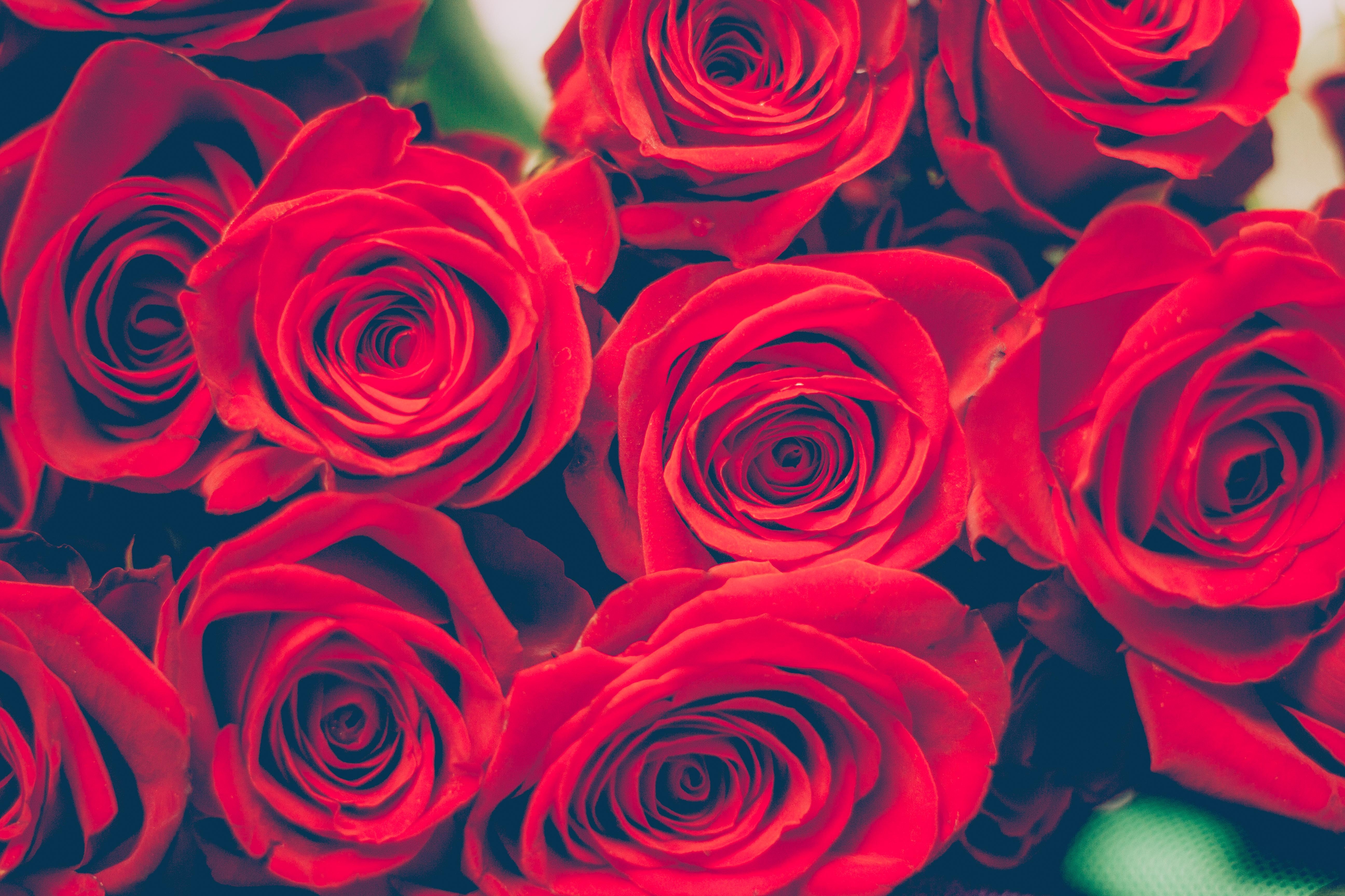 Red Roses Close Up Photography · Free Stock Photo