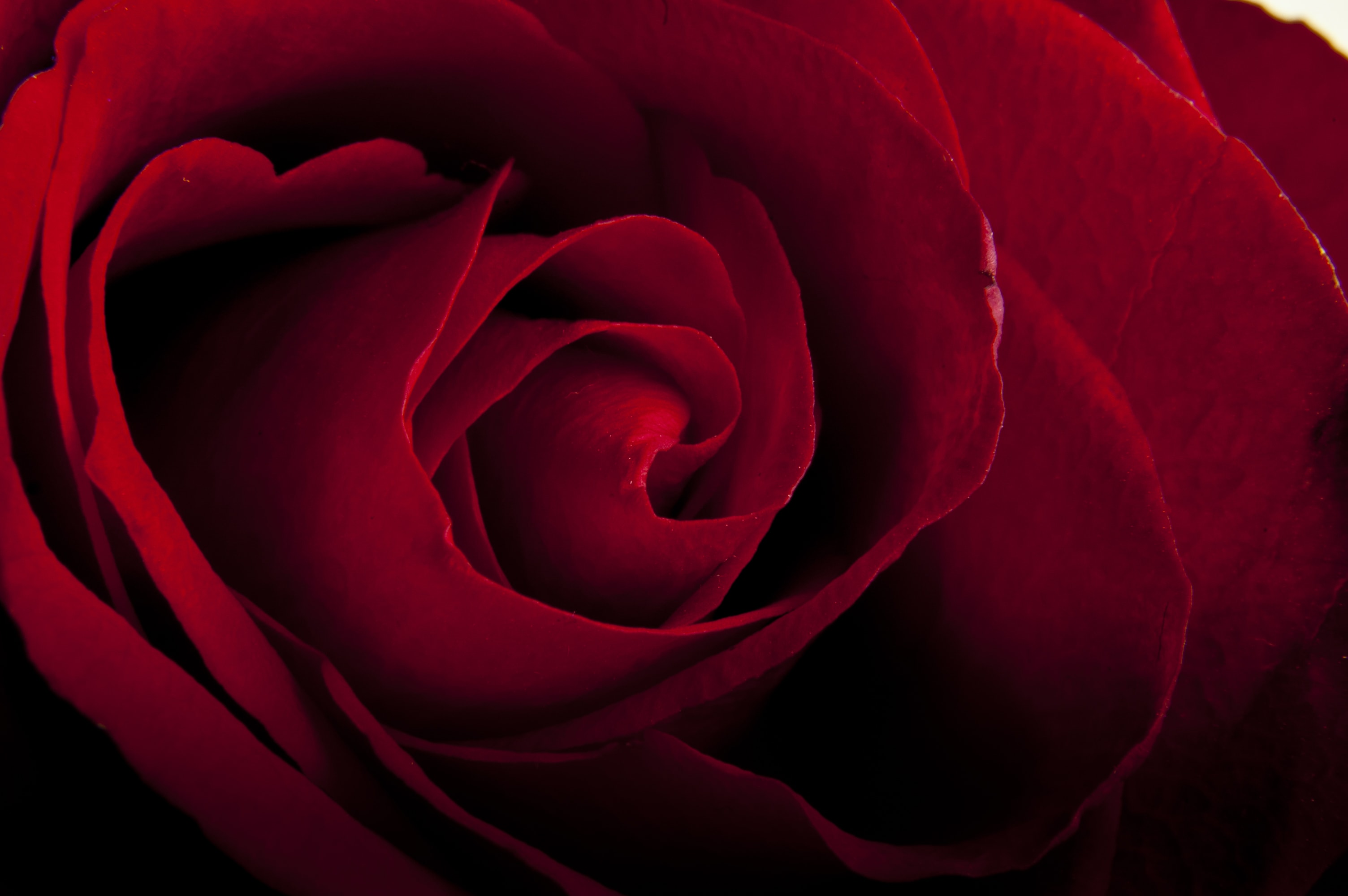 Red Rose Close Up HD Wallpaper - M9Themes