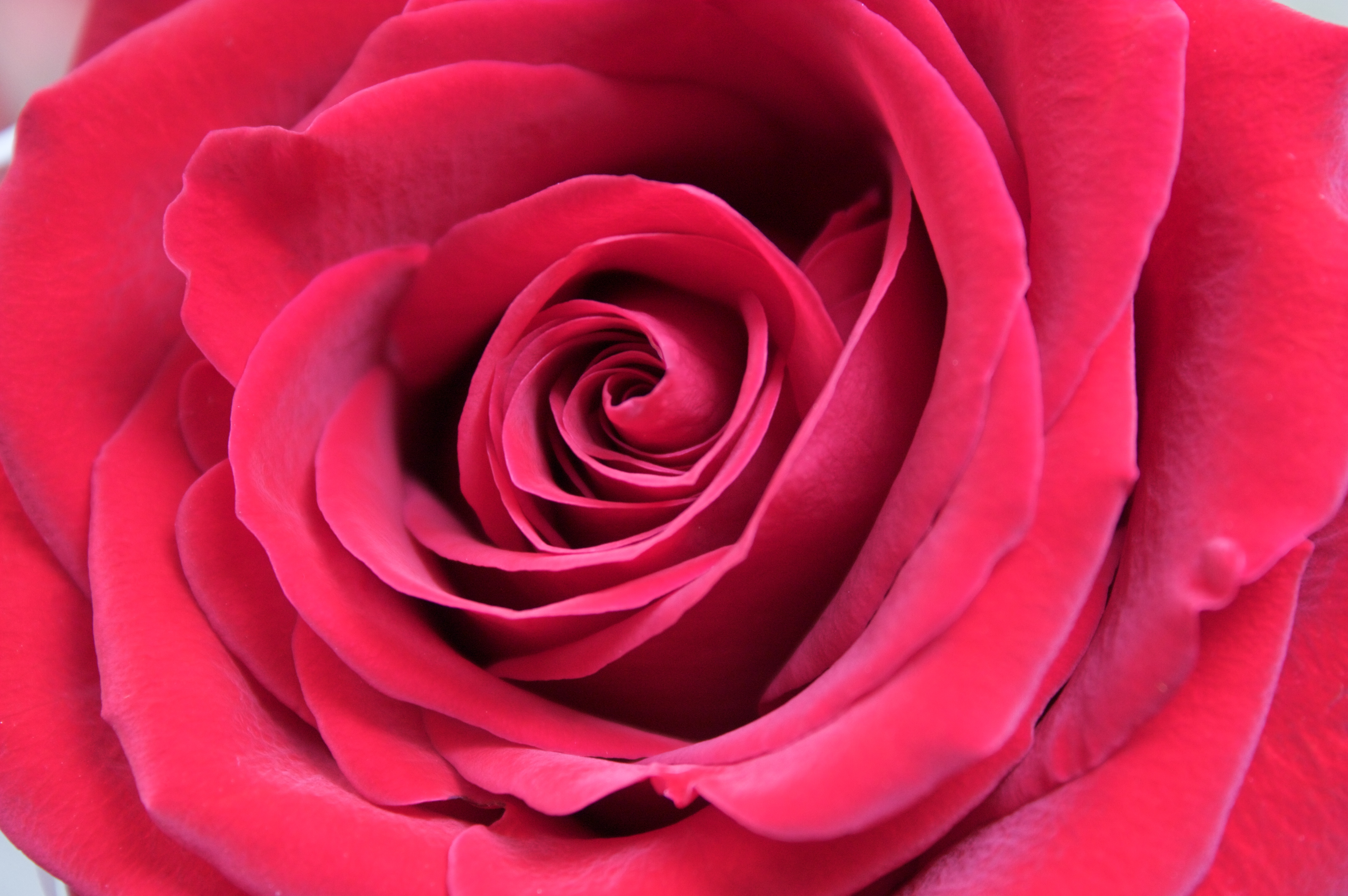 Red Rose Close-up