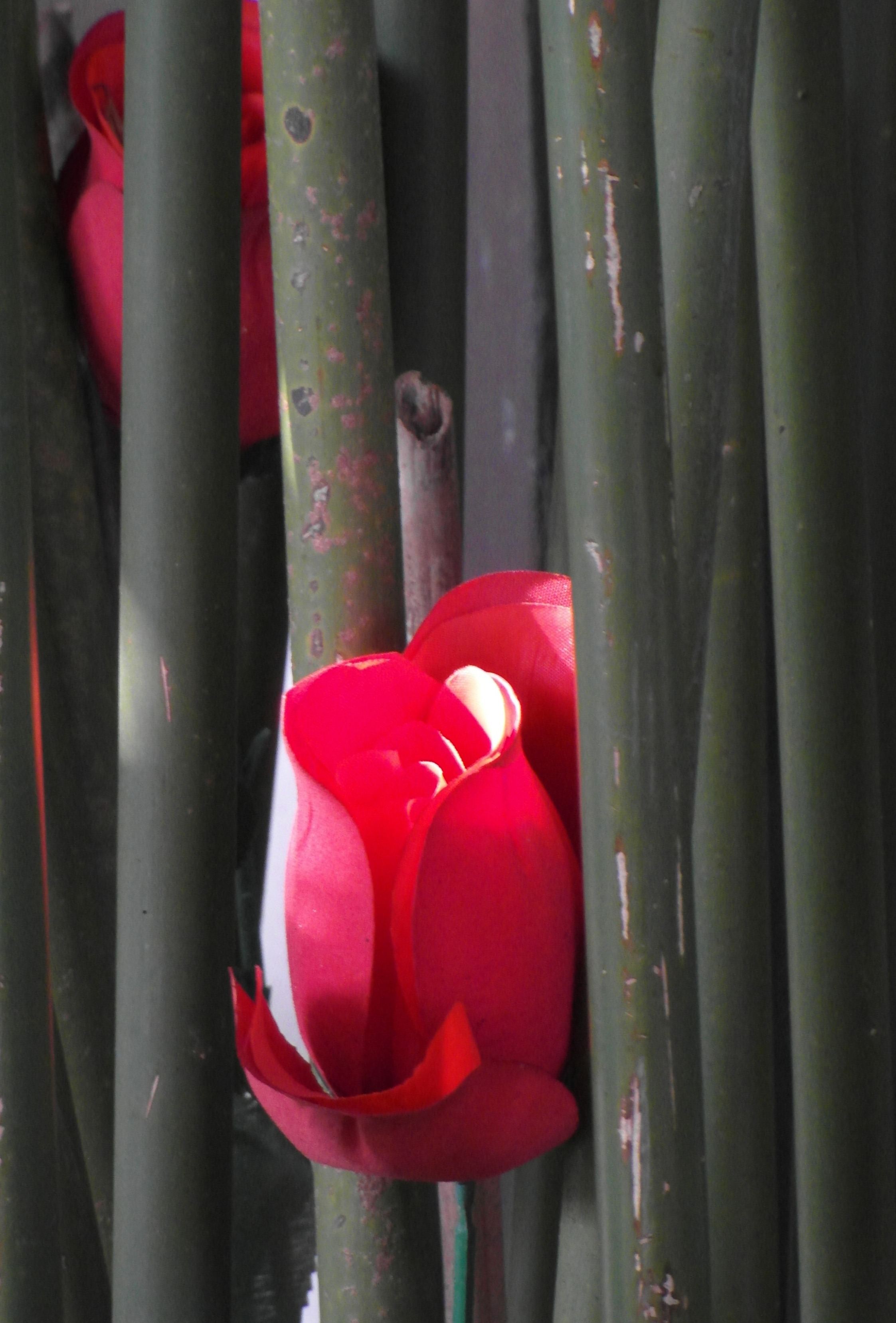 Red rose in bamboo photo