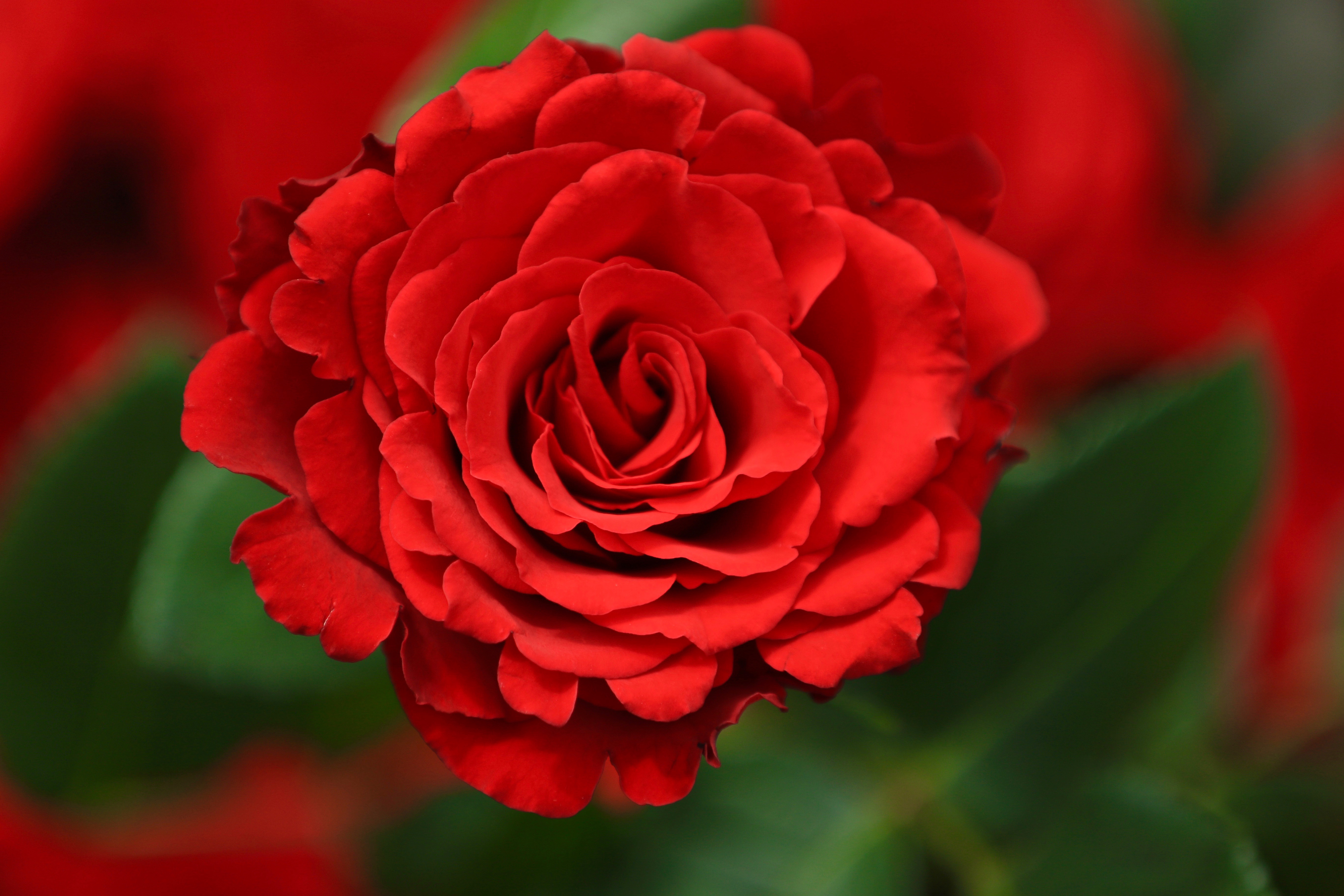 Wallpaper Red Rose, Macro, Closeup, HD, 5K, Flowers, #1926