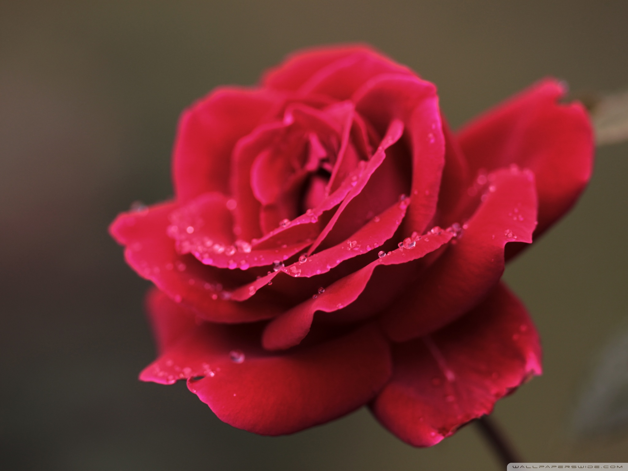 Red Rose Flower Macro ❤ 4K HD Desktop Wallpaper for 4K Ultra HD TV ...
