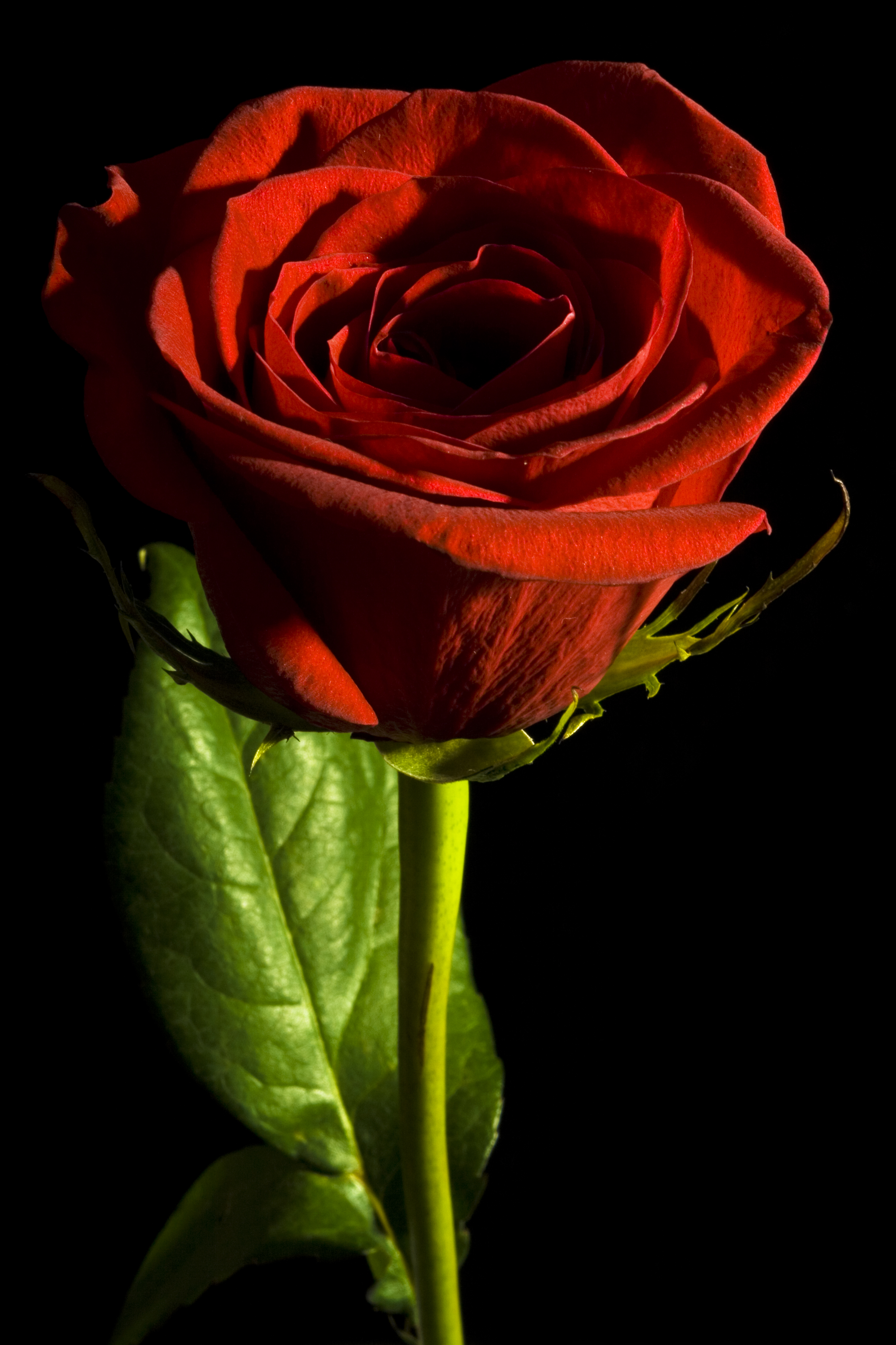 Free Photo Red Rose On Black Valentine Object Single Free