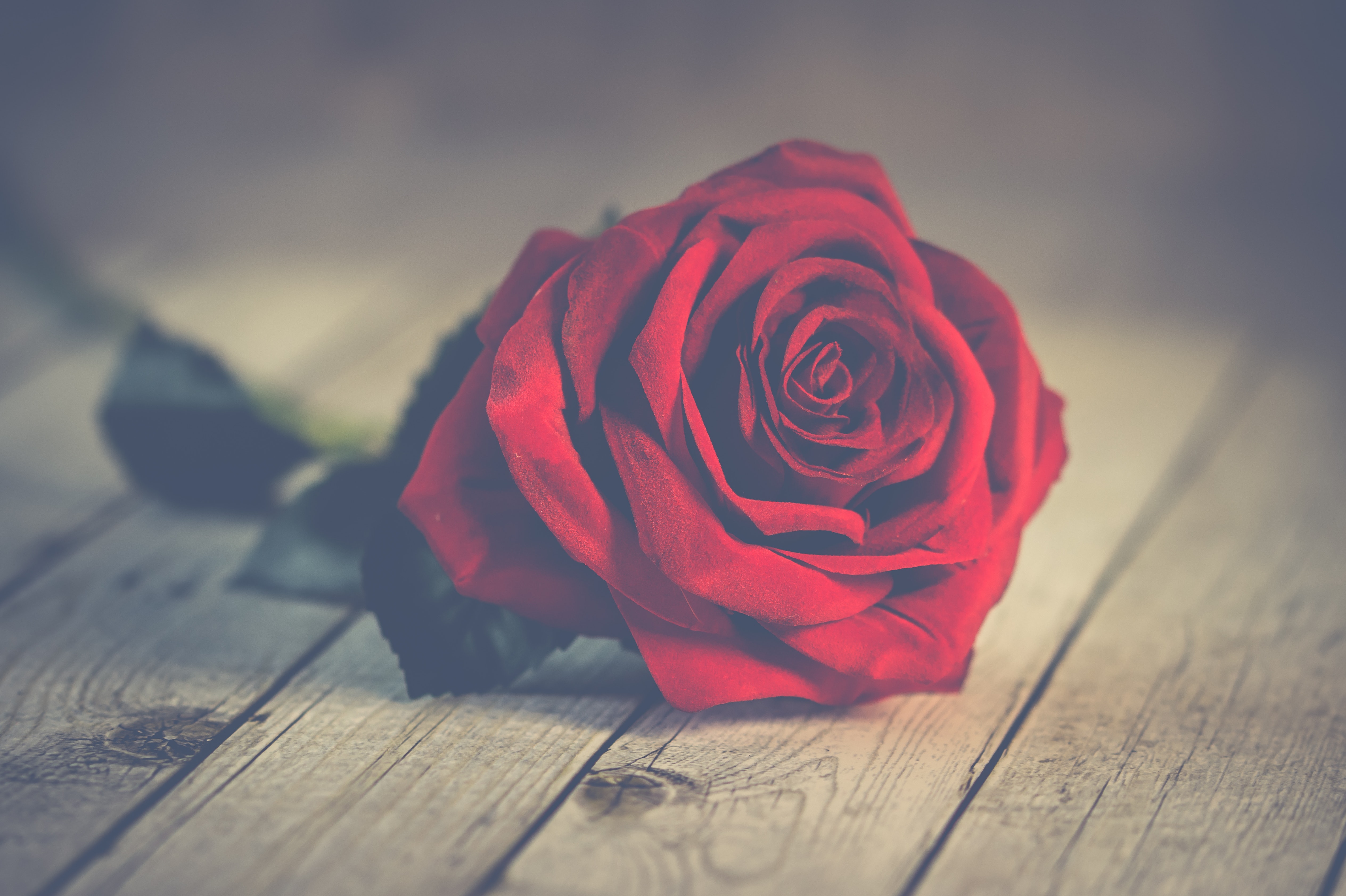 Red rose on brown wooden surface photo