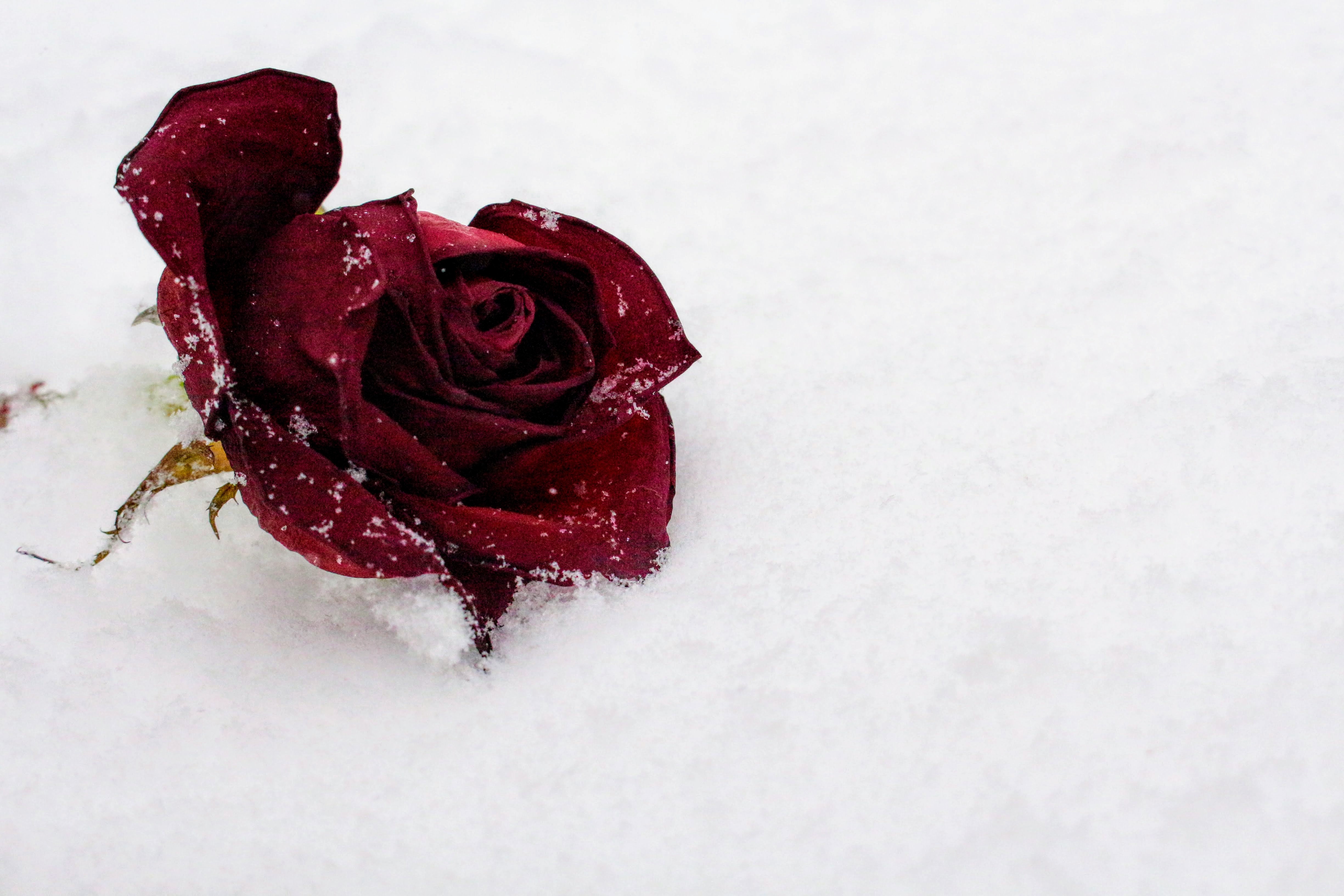 Red rose on snow photo