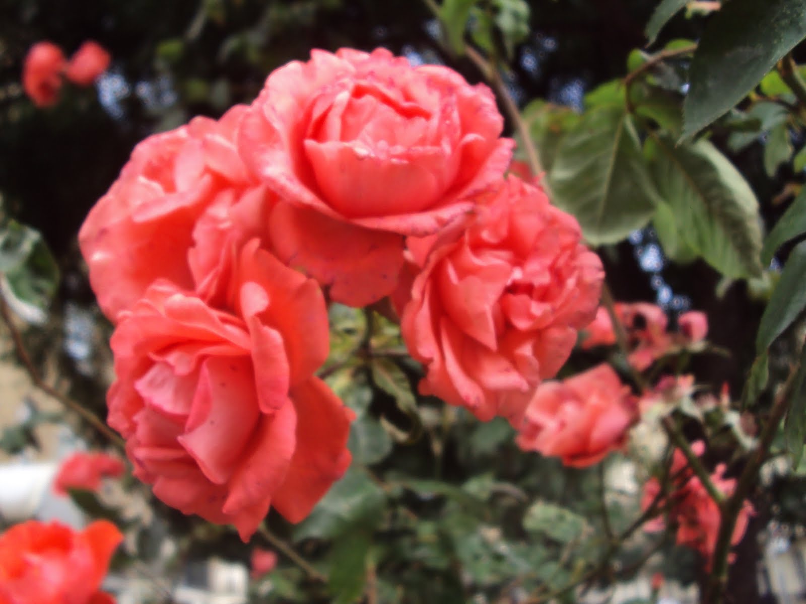 Art award silver: photo of red roses outside tate britain