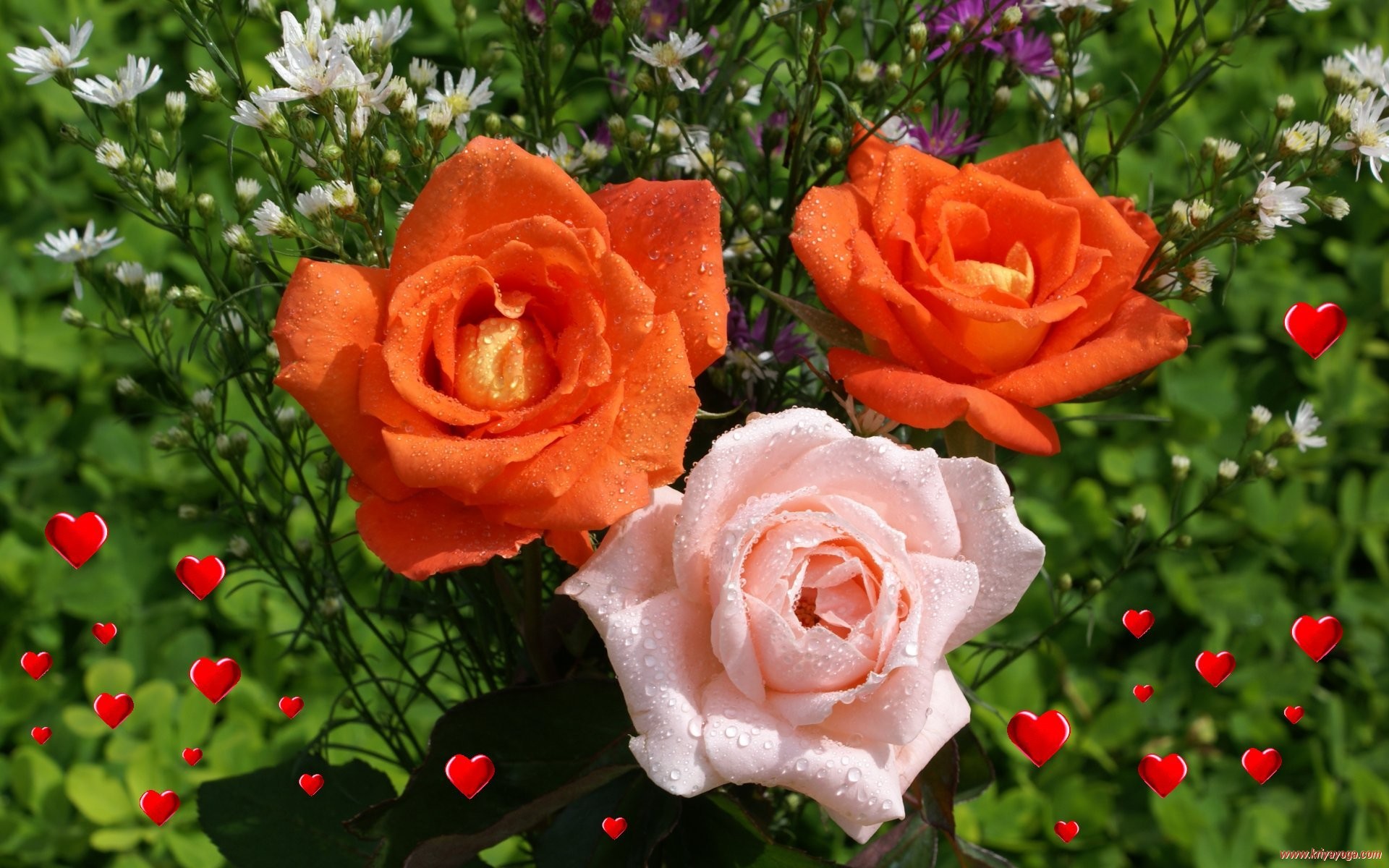 Flowers: Red Orange Pink Roses Pretty Colored Hearts Outside HD ...