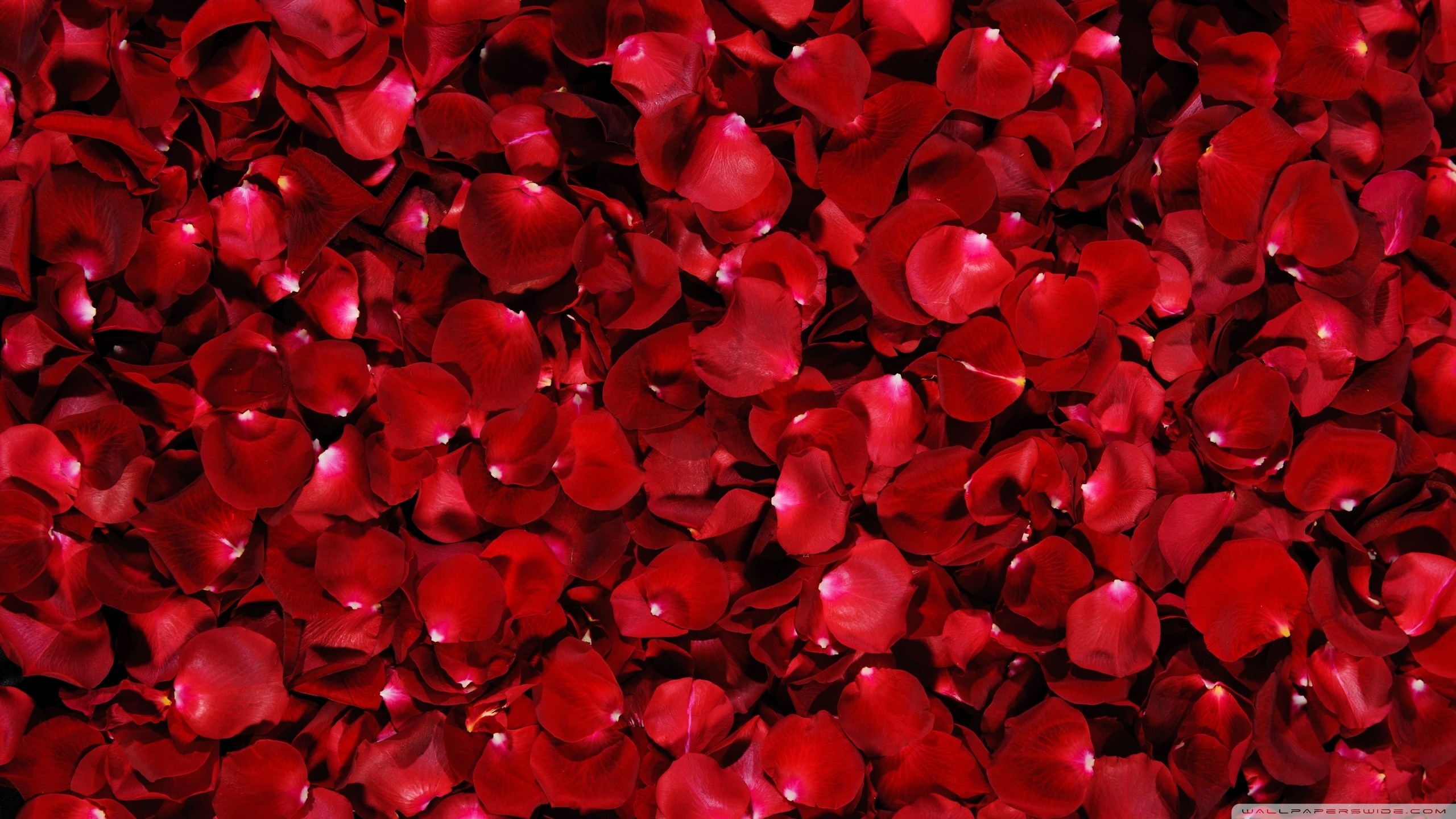 Red Rose Petals ❤ 4K HD Desktop Wallpaper for 4K Ultra HD TV • Dual ...