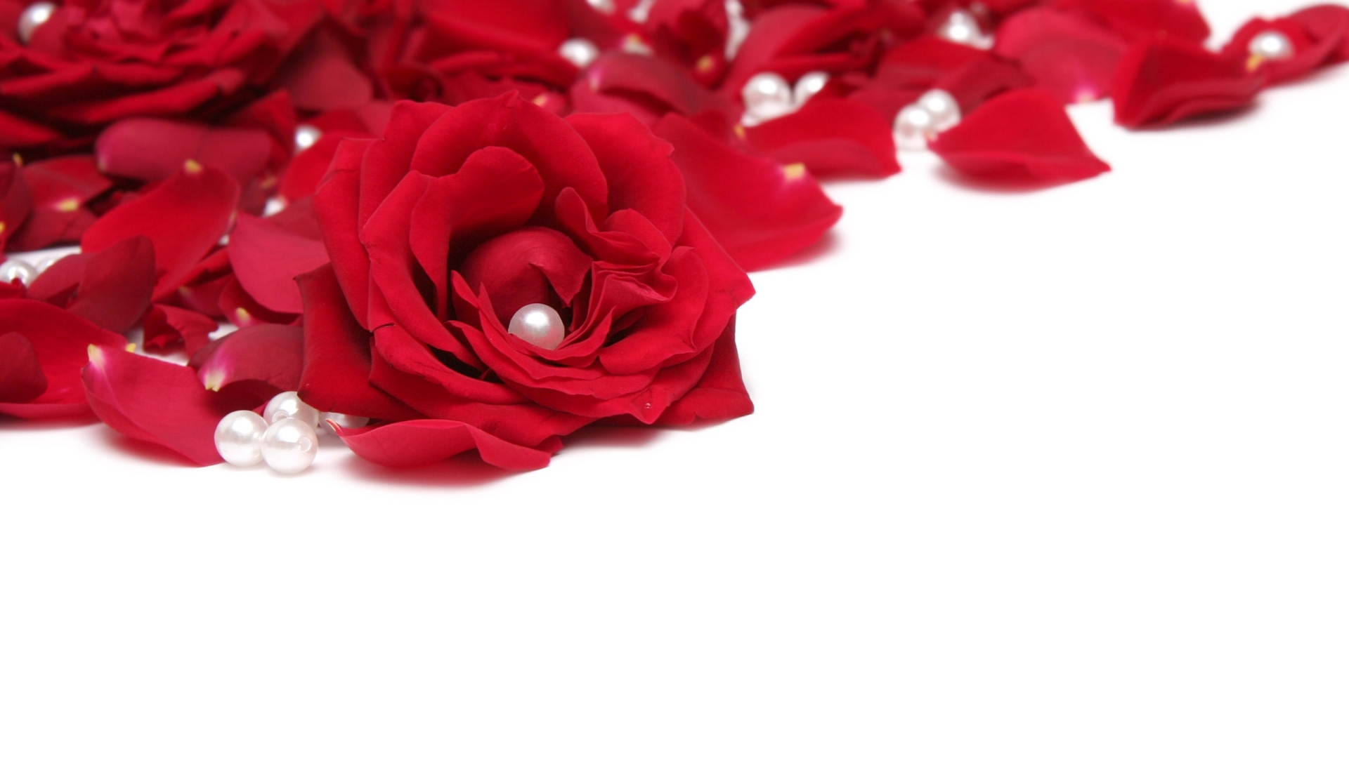 Red Rose Petals and Pearls widescreen wallpaper | Wide-Wallpapers.NET