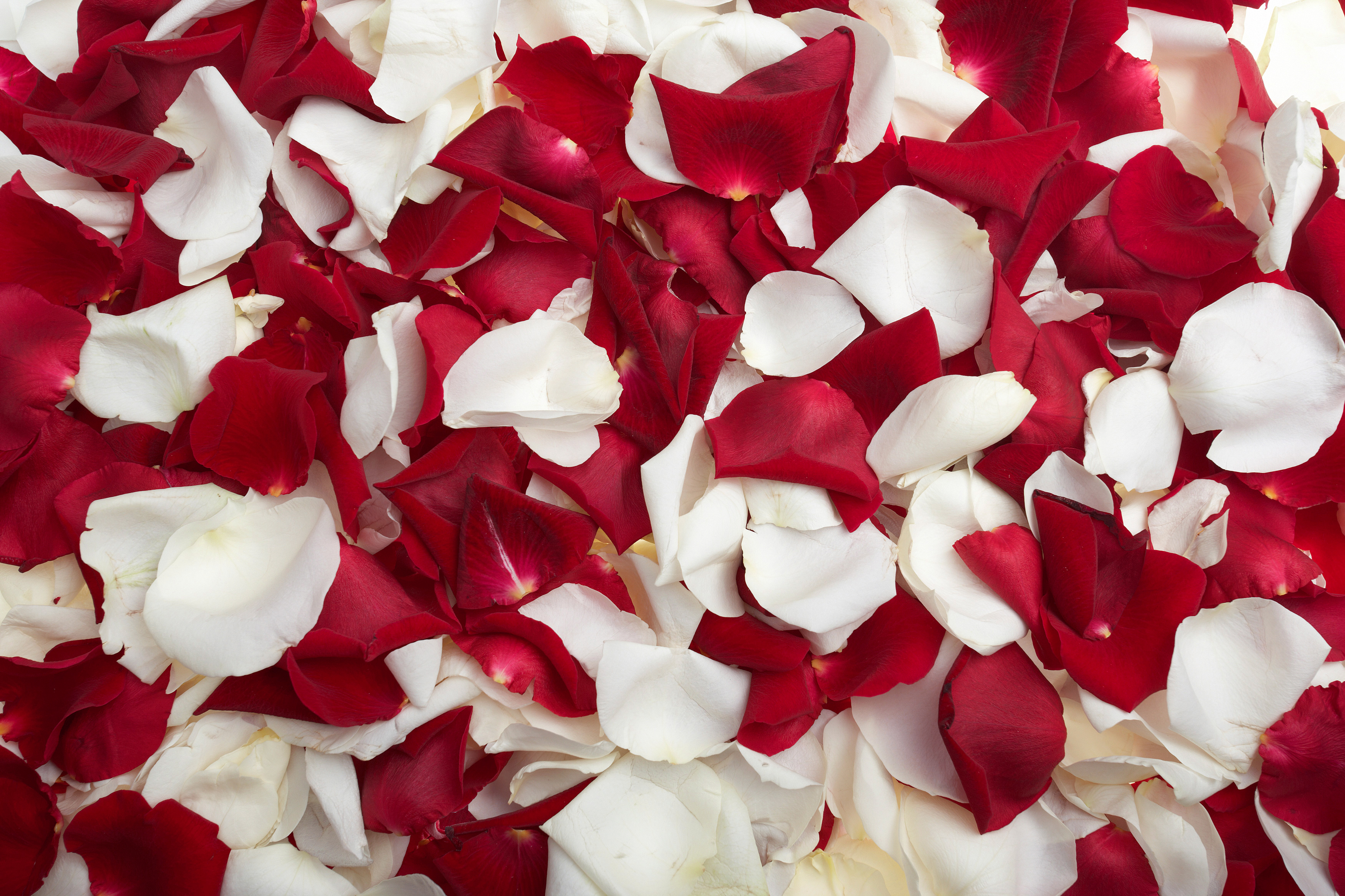 White and Red Rose Petals Background | Gallery Yopriceville - High ...