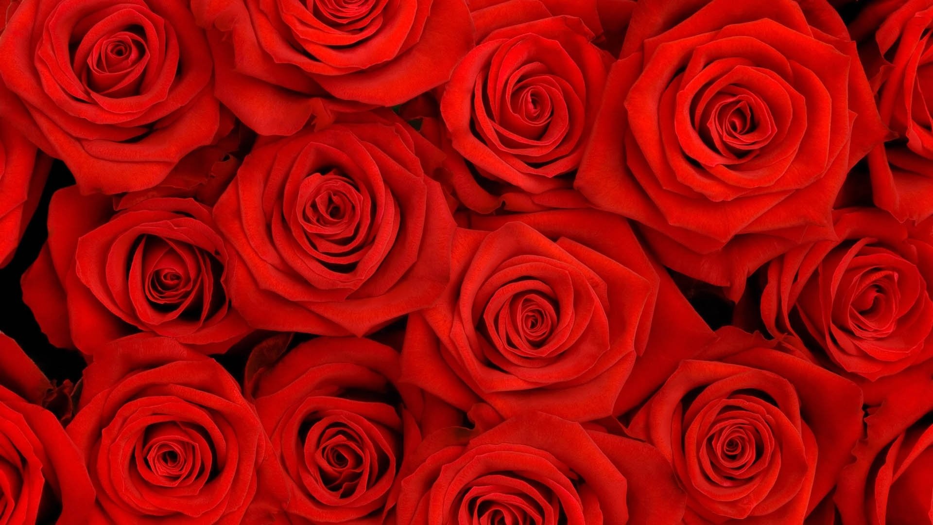 Flowers: Roses Flower Red Petals Hd Nature Desktop Backgrounds Mac ...