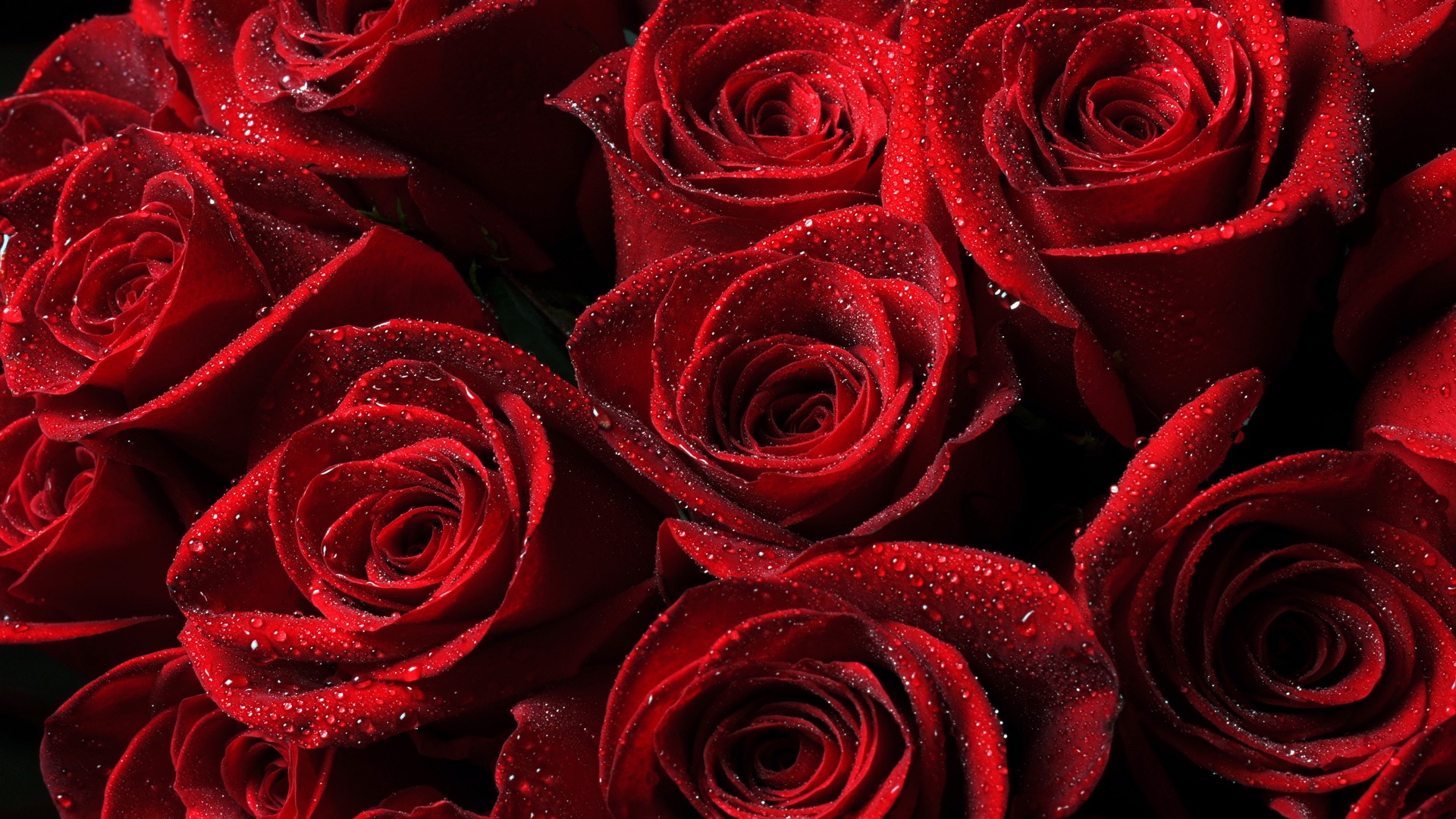 Red roses petals HD Wallpaper #10330