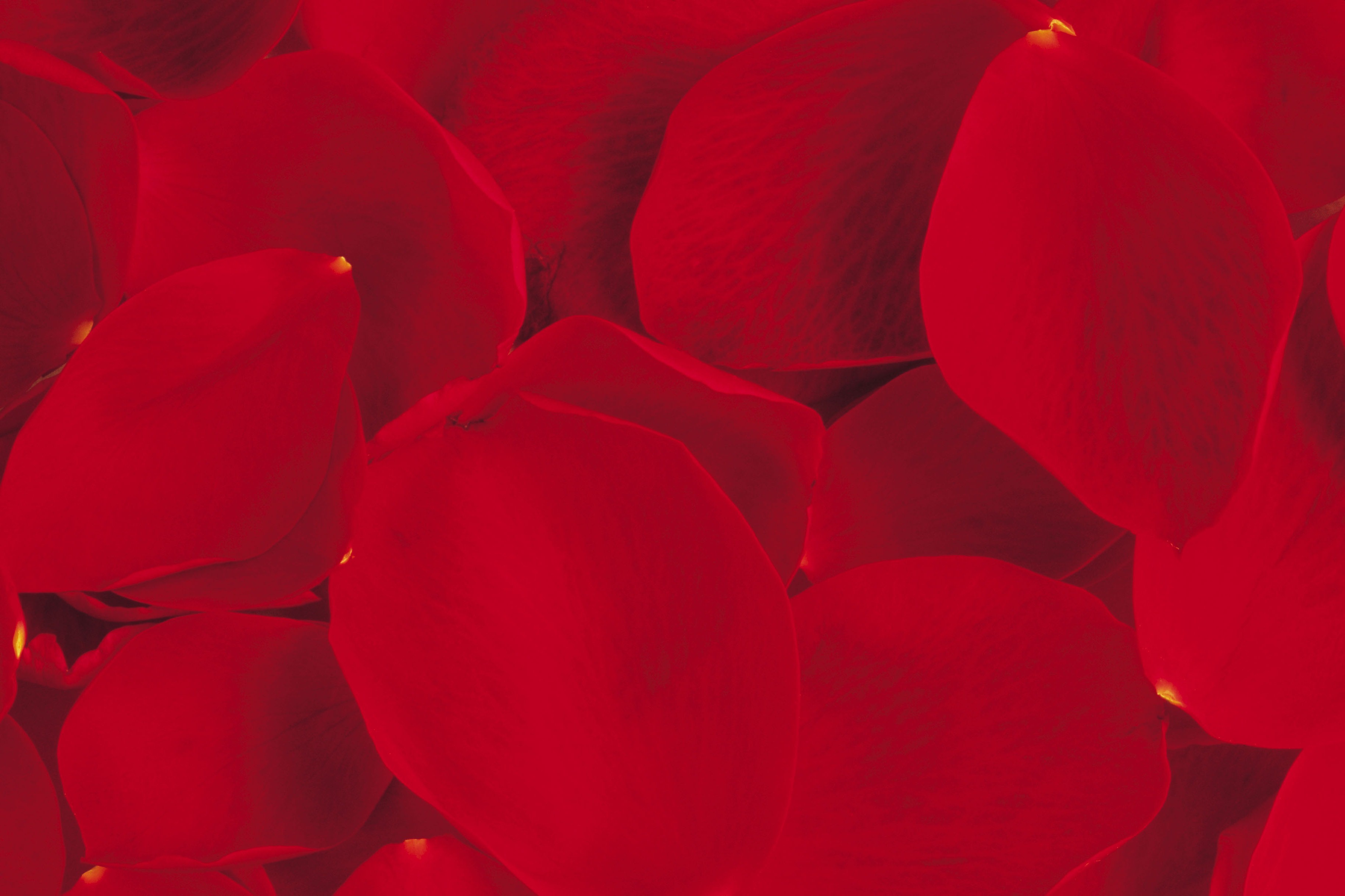 Red rose petals wallpaper | AllWallpaper.in #12382 | PC | en