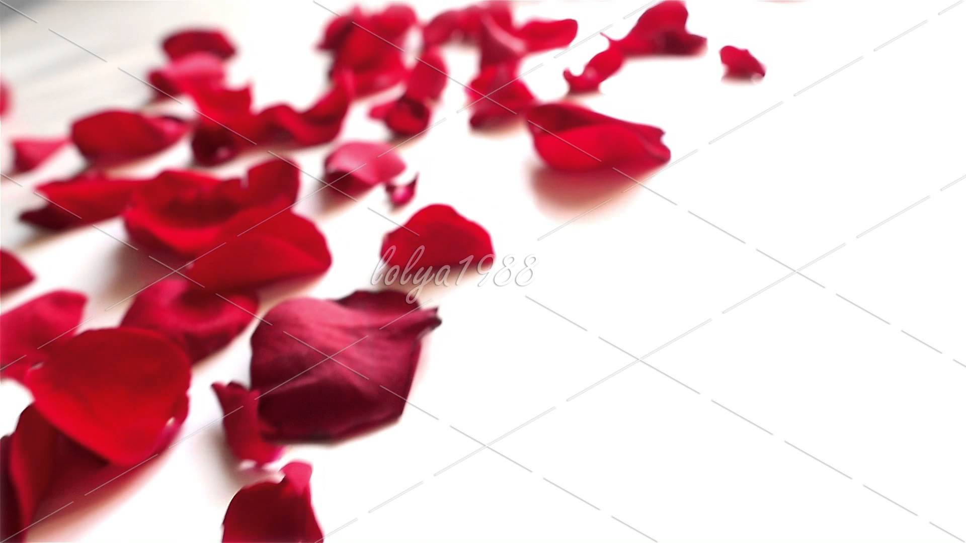 Red rose petals on white background - YouTube