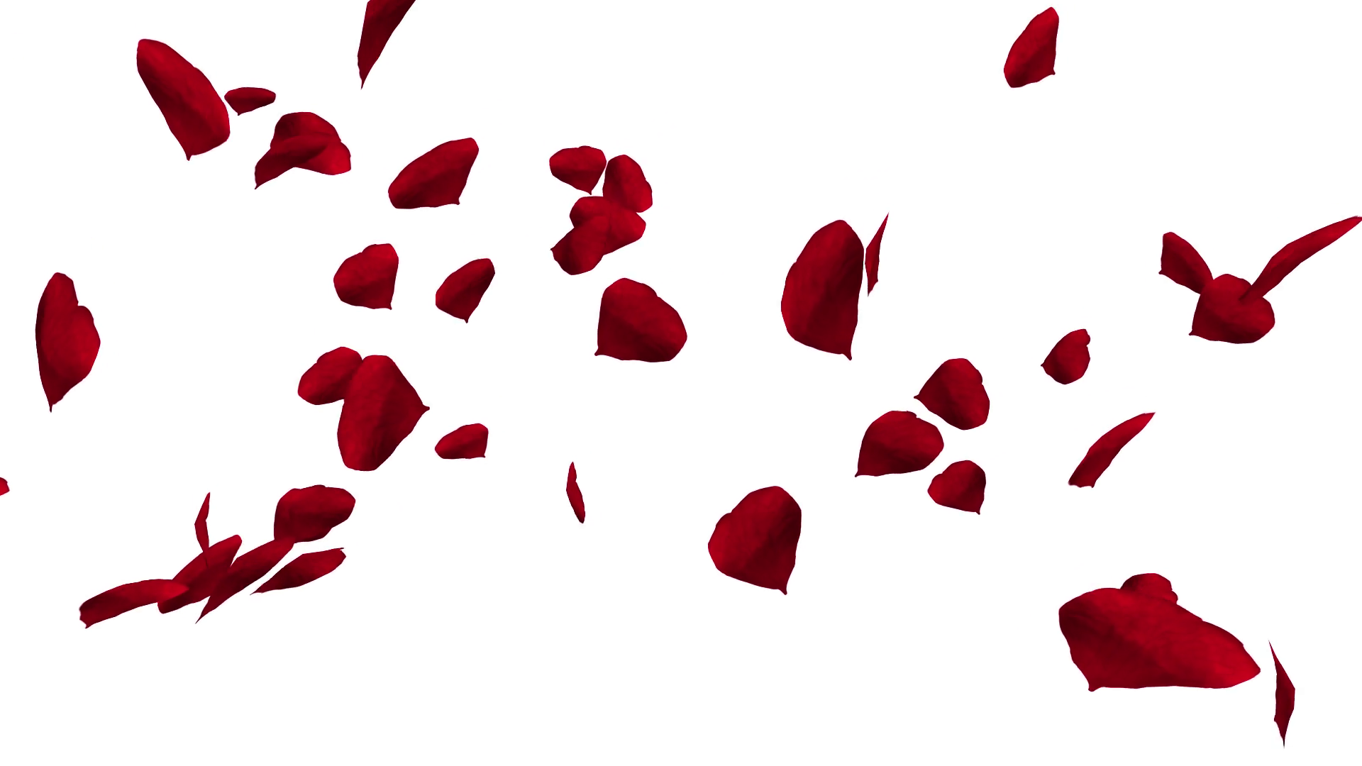 Falling and swirling red rose petals over white background ...