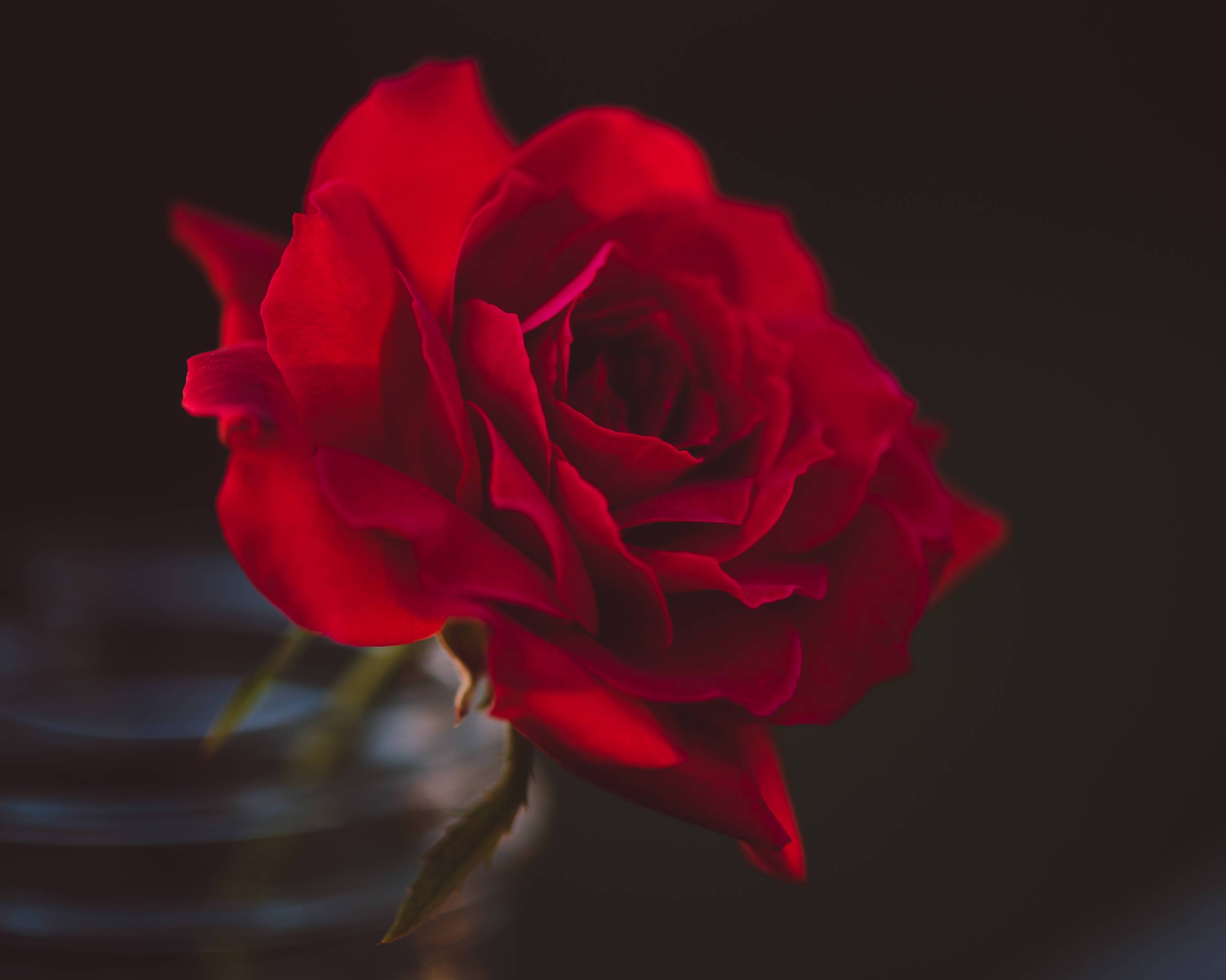 Free Photo Red Rose Photography Beautiful Bloom Blooming Free Download Jooinn