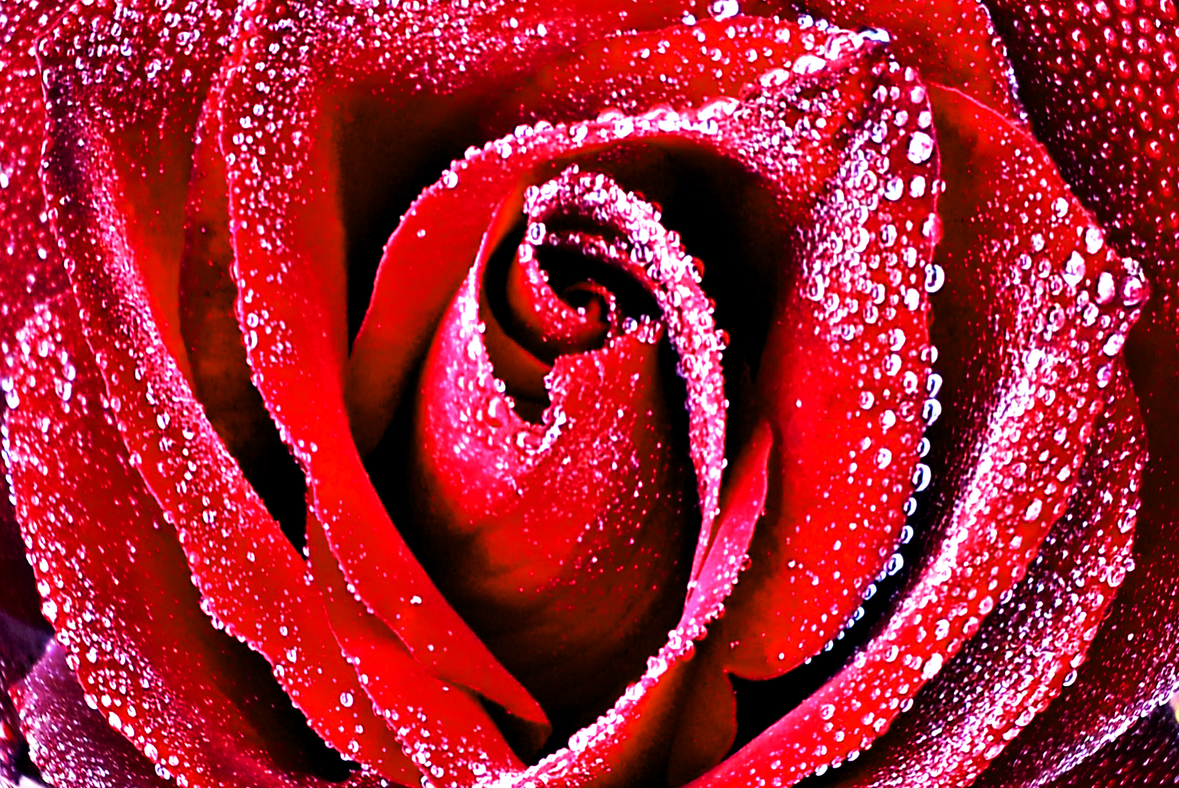 Red rose with dew drops closeup photo