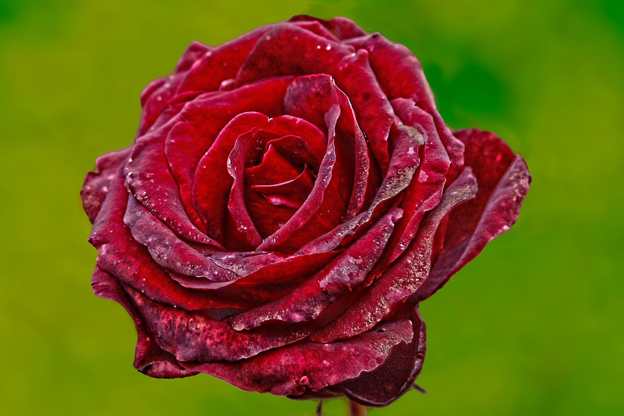 Red rose with green background photo