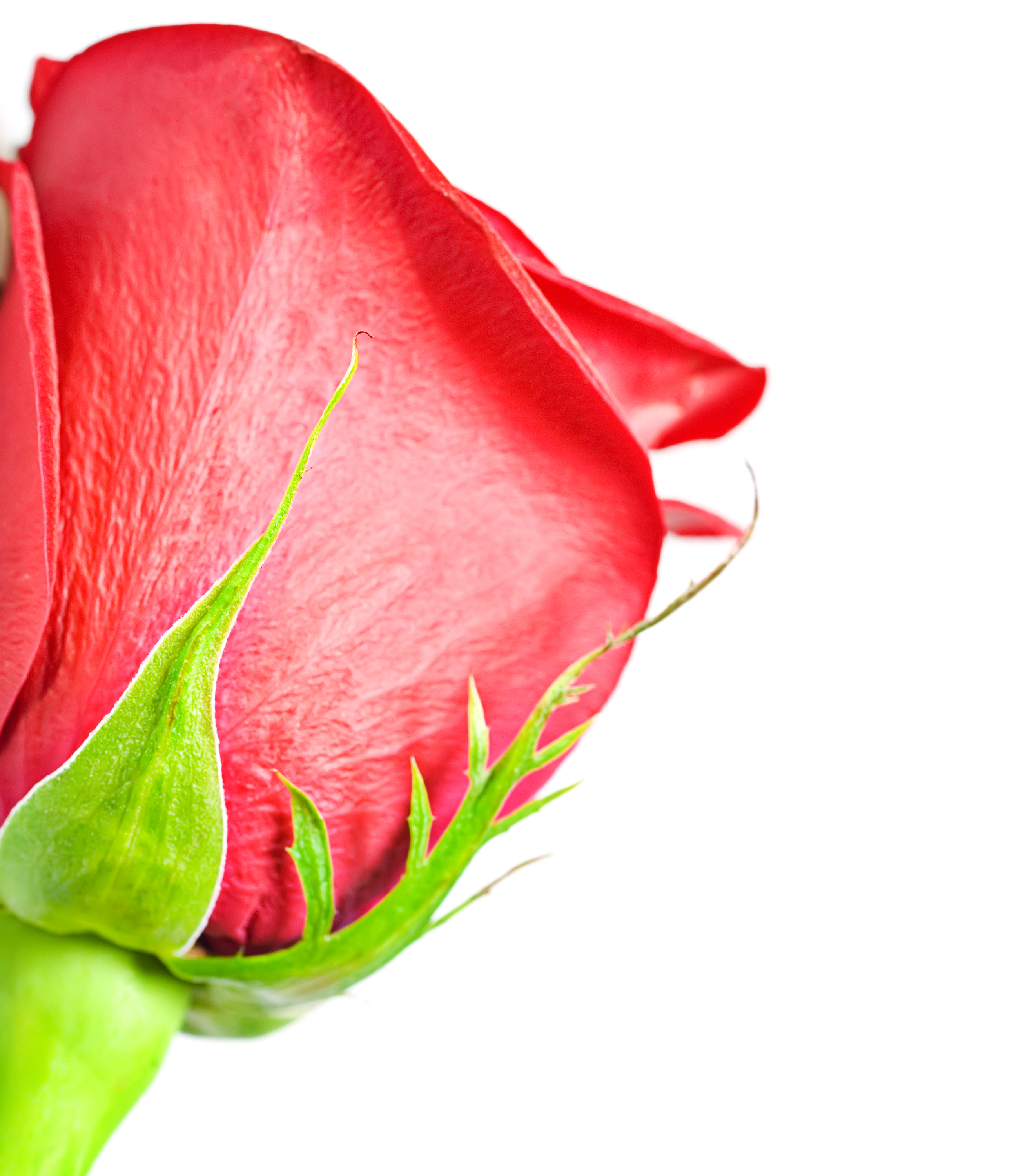 Red rose, Flower, Valentine, Summer, Spring, HQ Photo