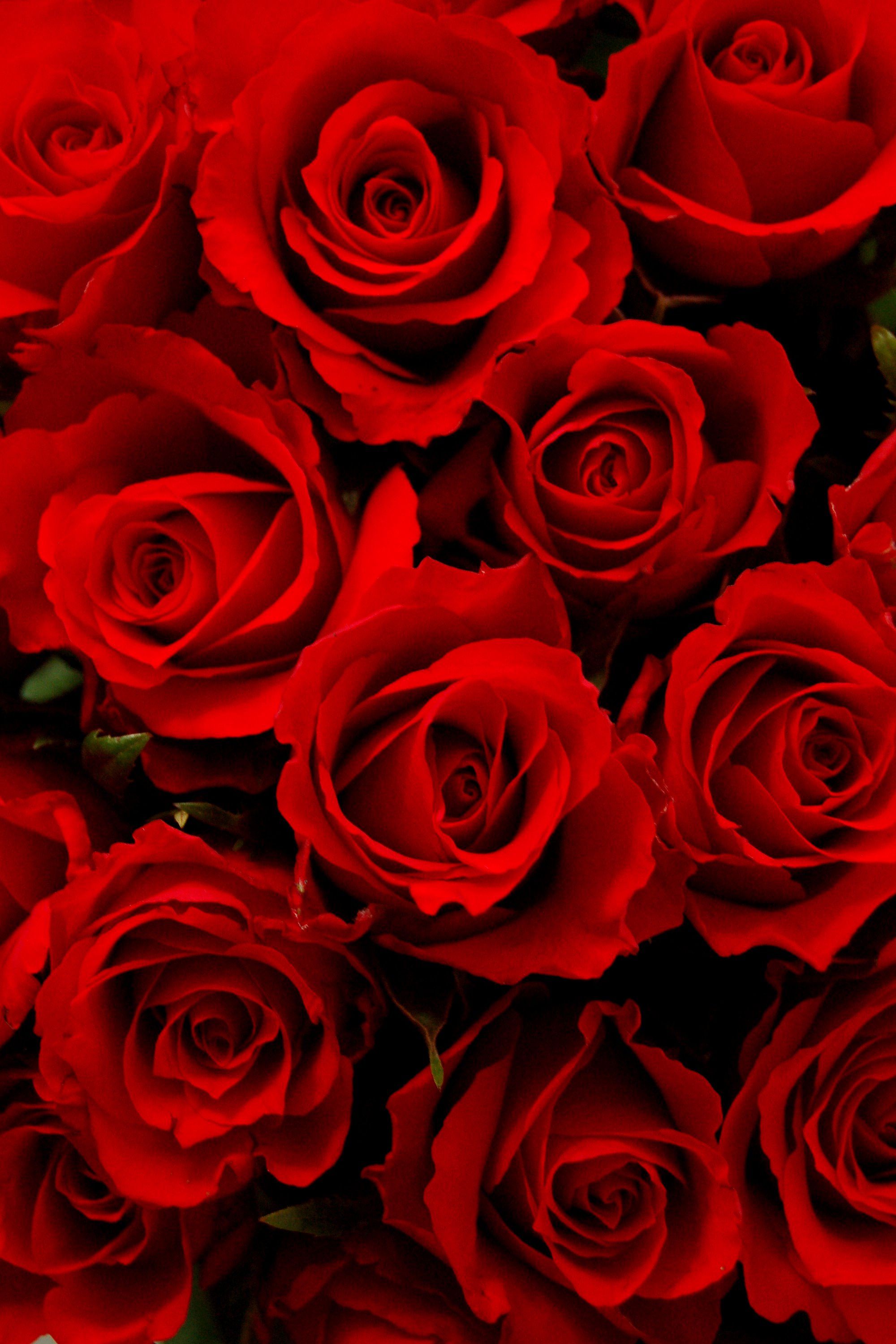 14 Rose Color Meanings - What Do the Colors of Roses Mean for ...