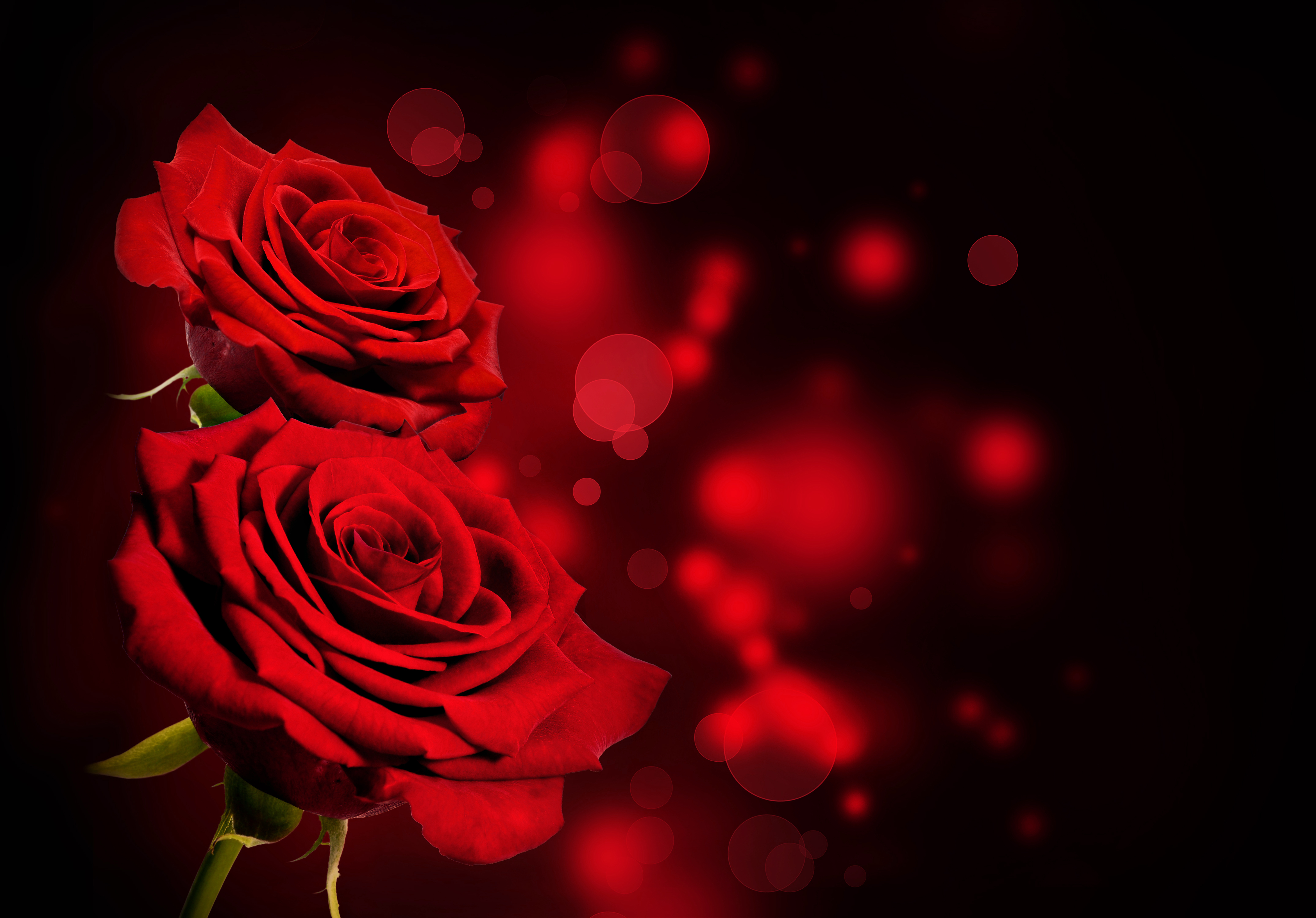 Black Background Red Roses | Gallery Yopriceville - High-Quality ...