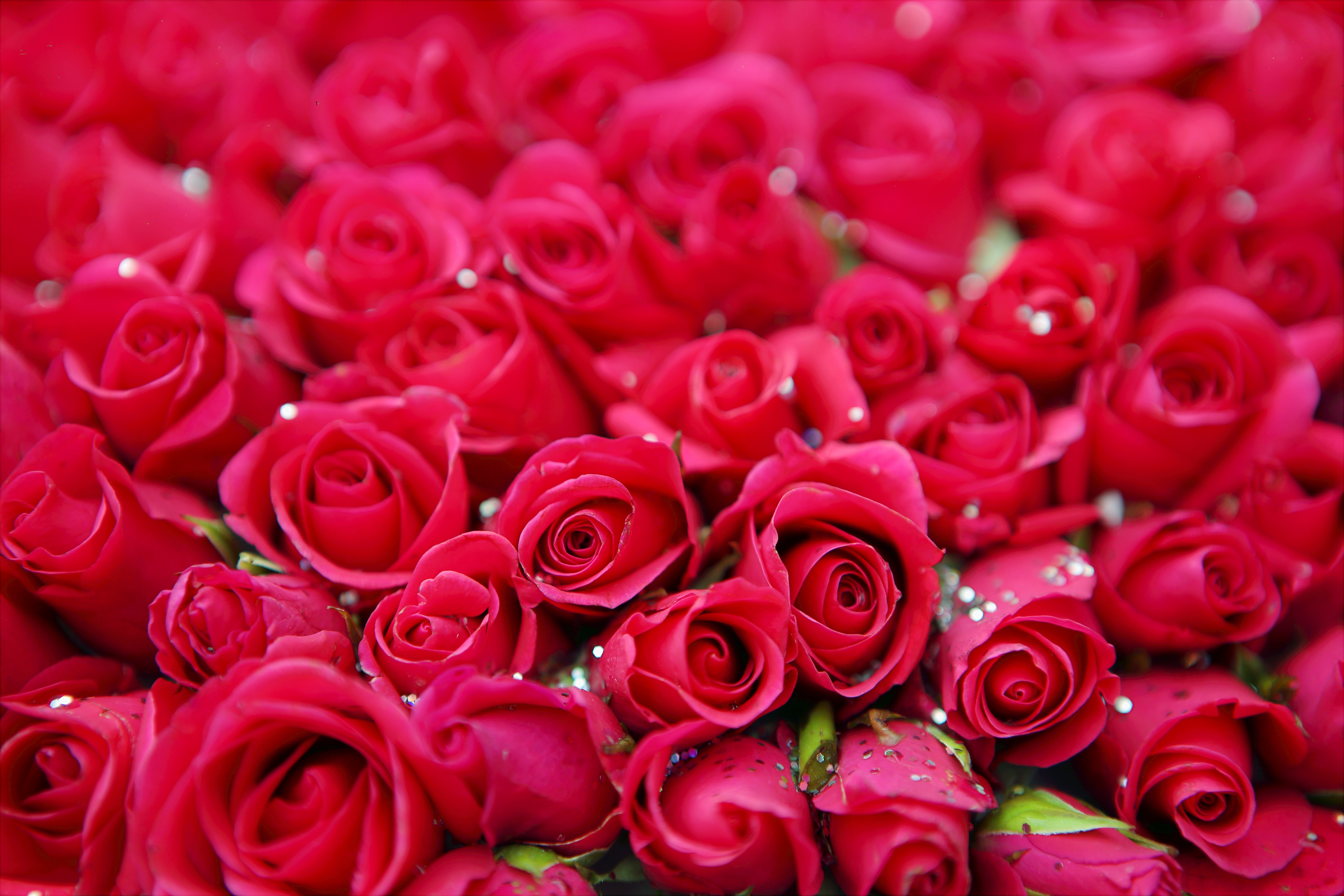 Free Photo Red Roses Fresh Rose Red Free Download Jooinn