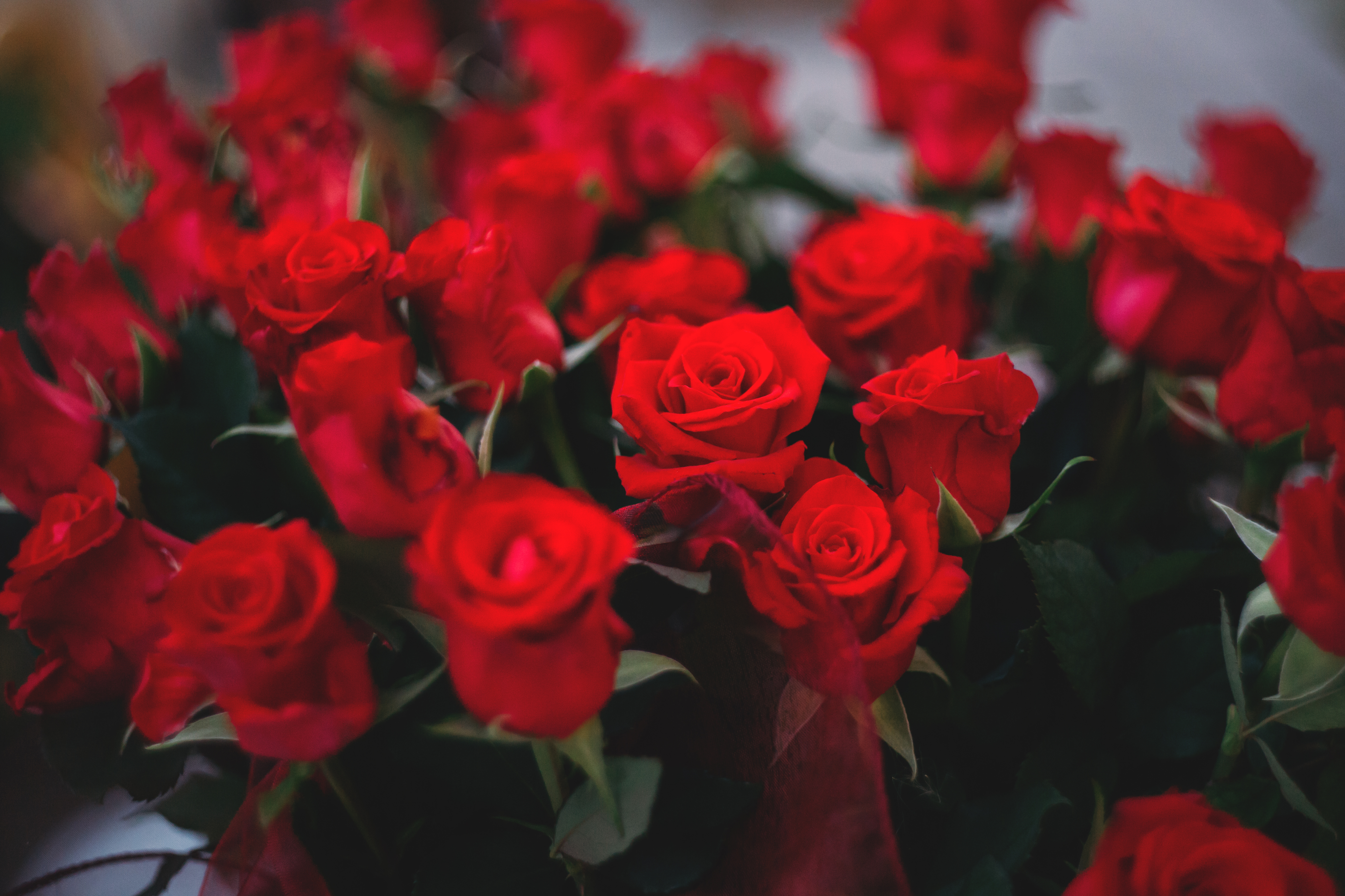Big bouquet of red roses - freestocks.org - Free stock photo
