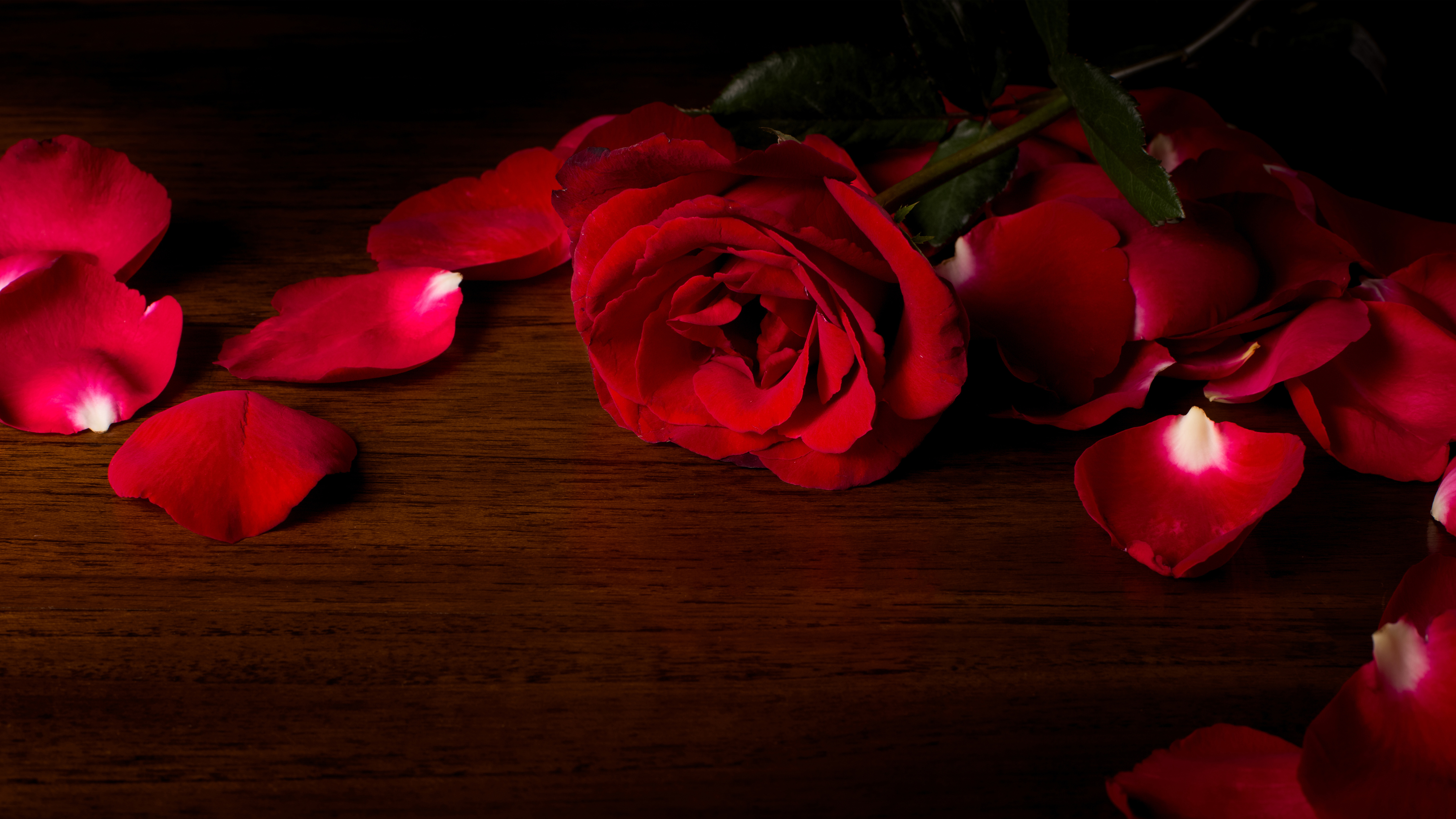 Wallpaper Red roses, HD, 5K, Flowers, #6163