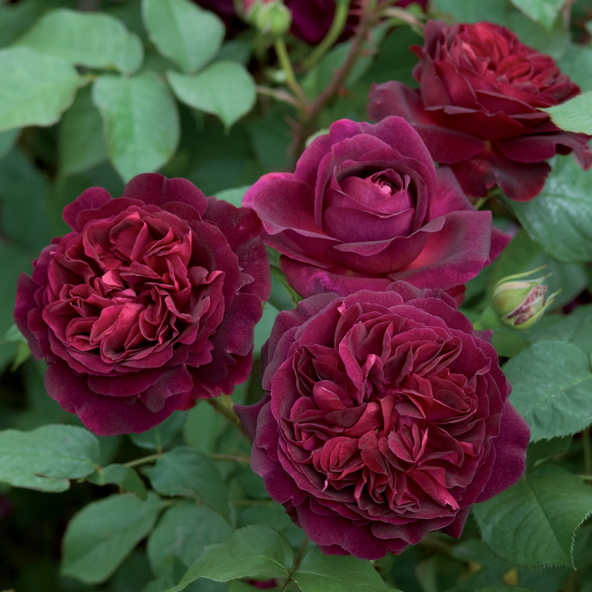 Red Roses - David Austin Roses