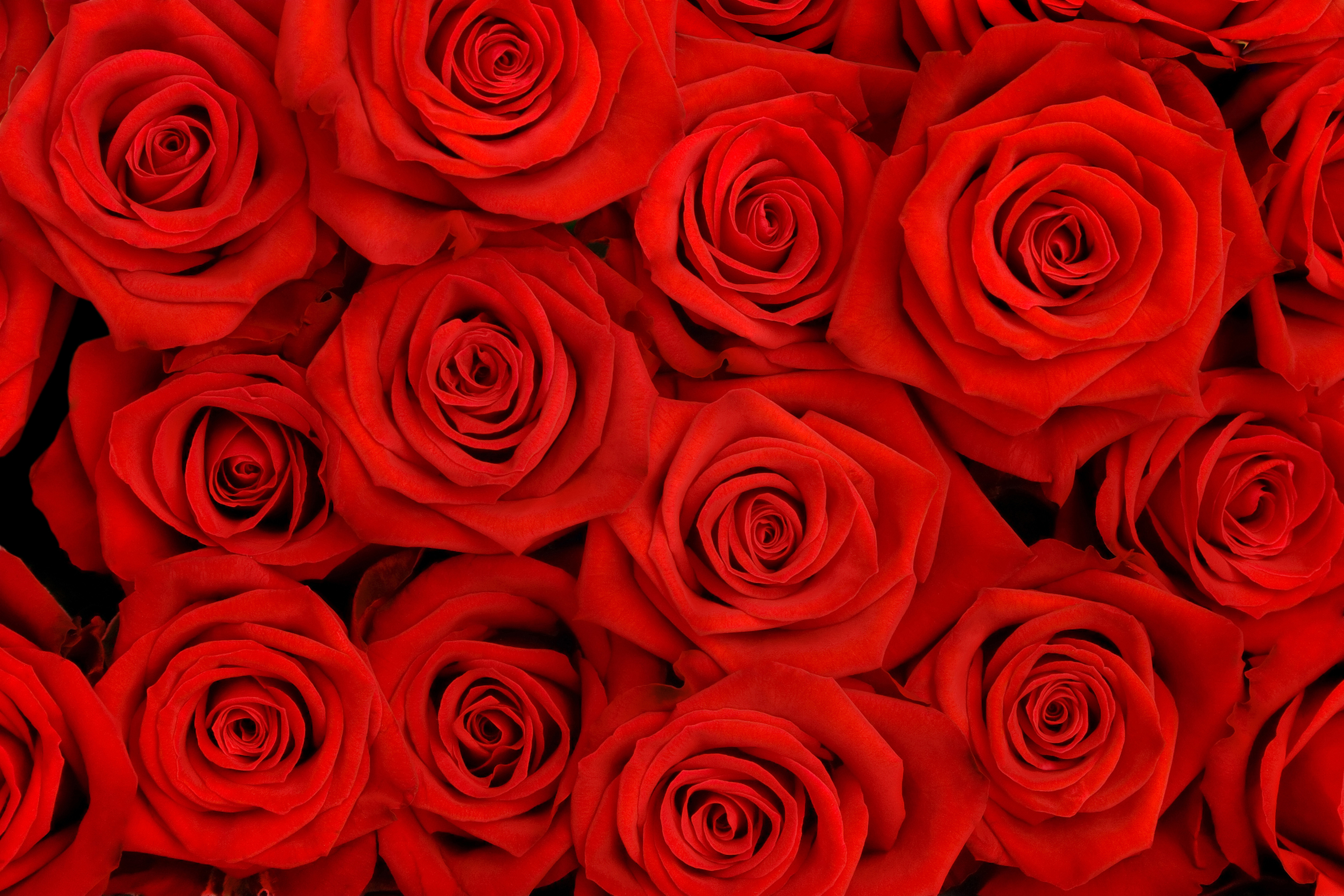 Red Roses Background | Gallery Yopriceville - High-Quality Images ...